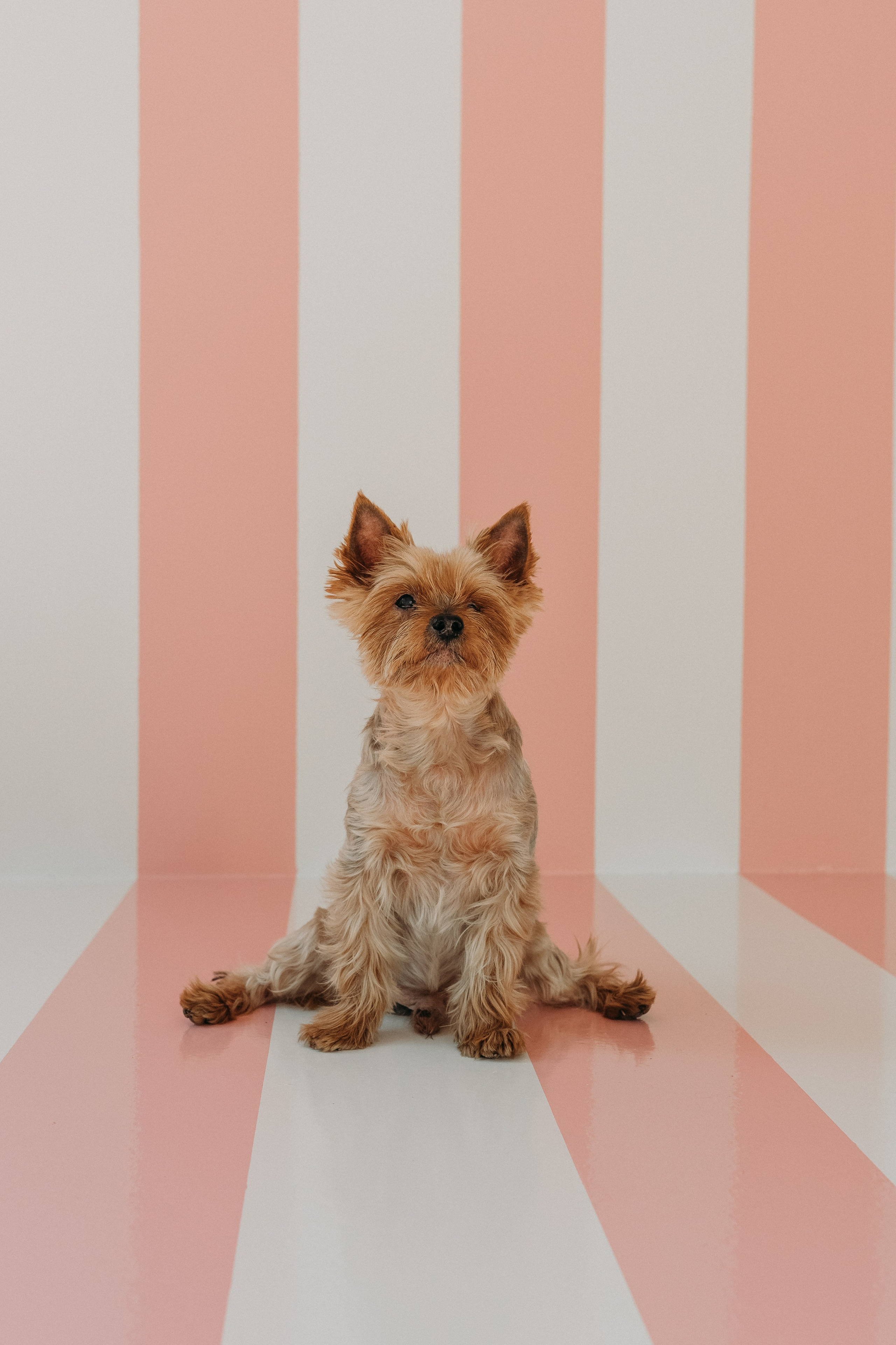 Wallun perhe. Wedding and portrait photographer in Helsinki Vickan O