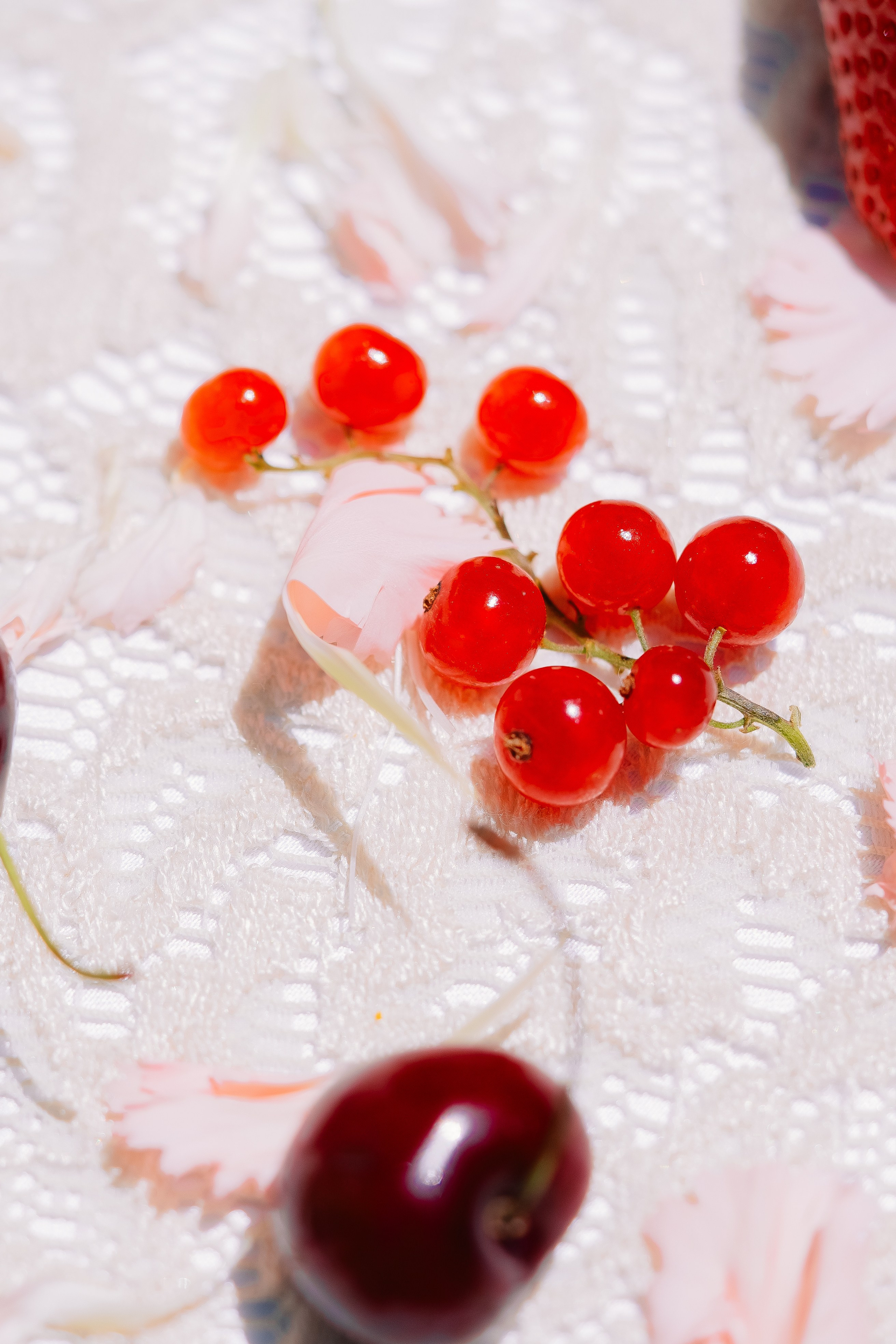 Garden Tea Party. Maria Sher. Fotógrafa profissional do Porto, Portugal
