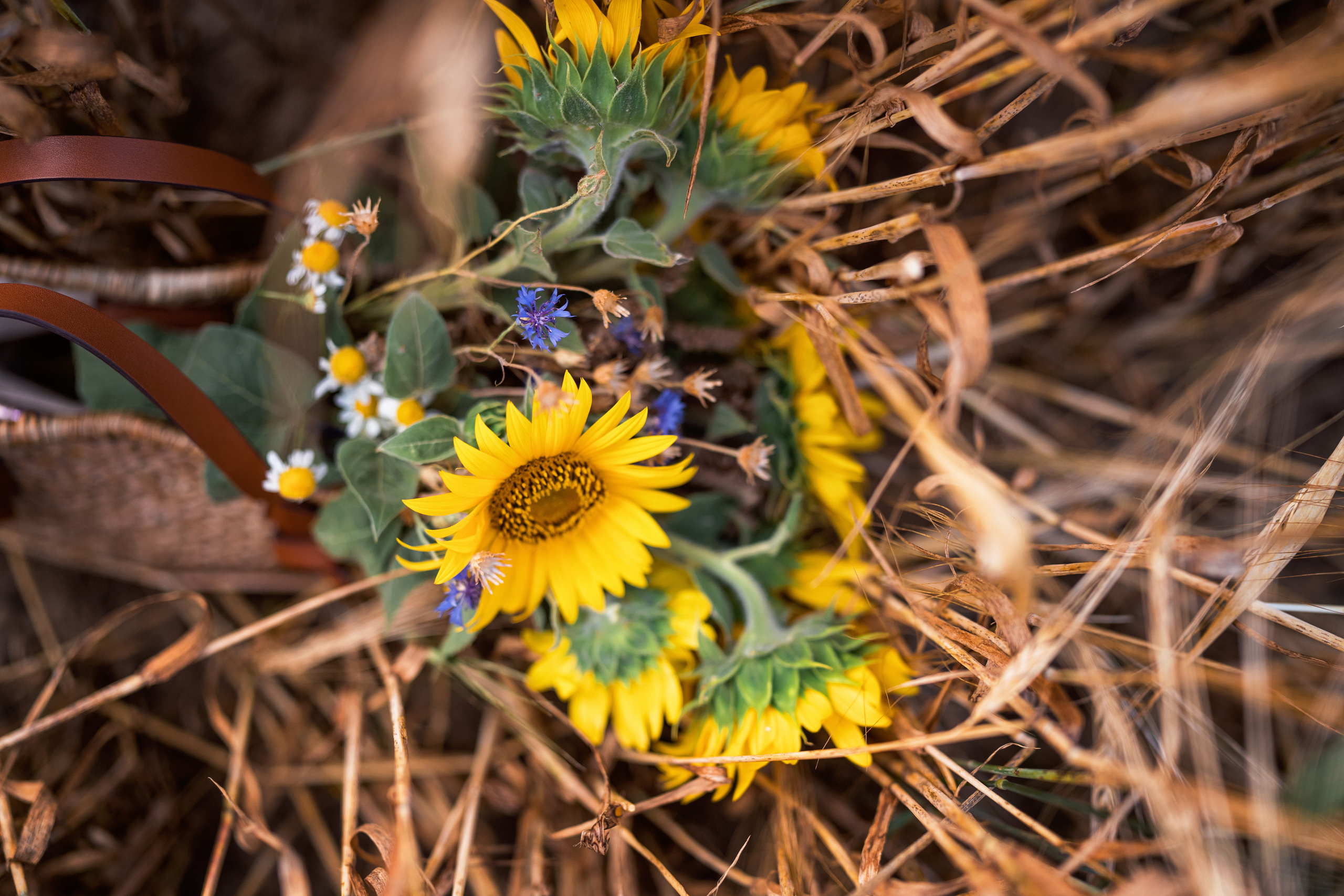 Portrait in the summer evening. Family, Lifestyle and Portrait photograher in Trier, Germany