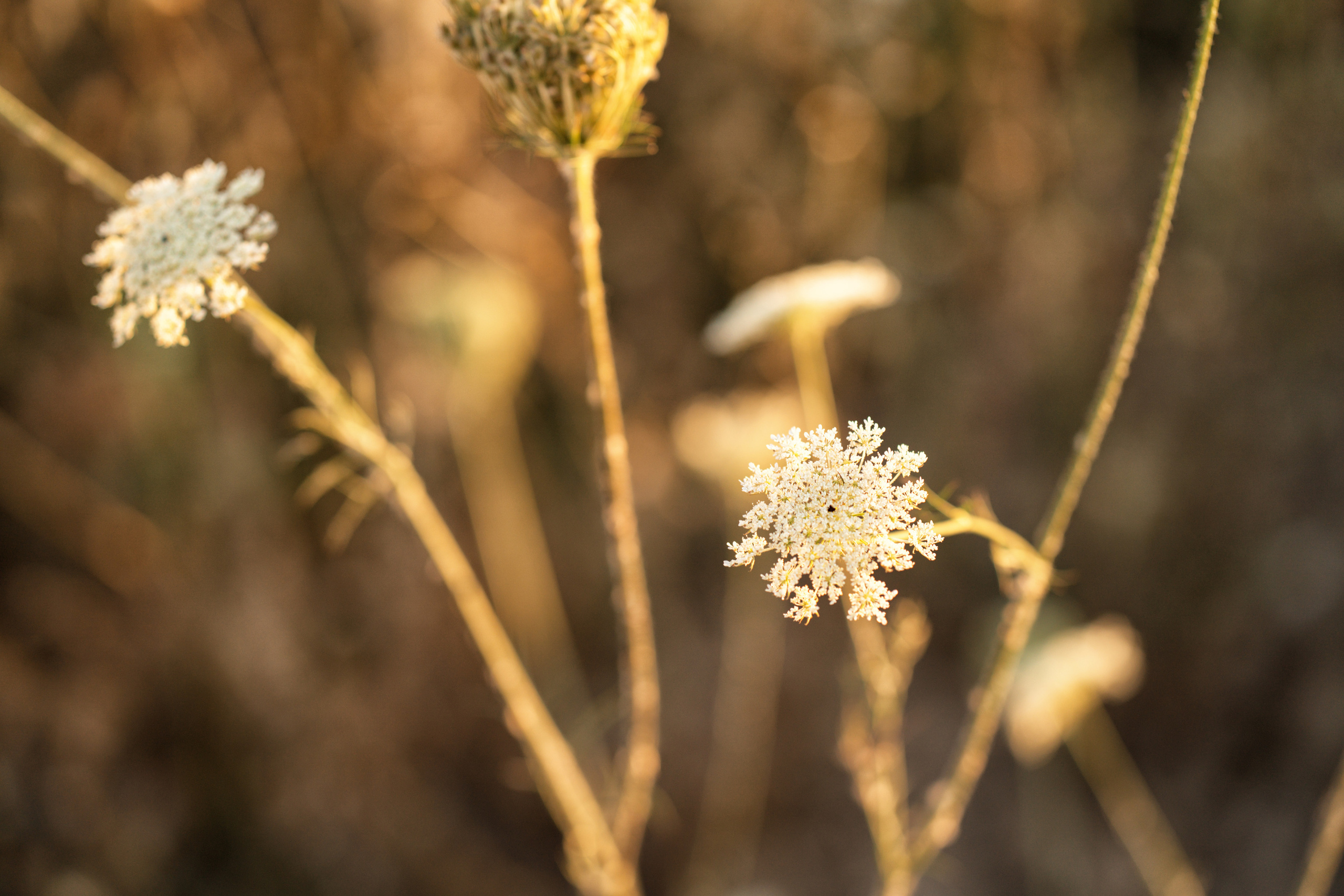 Летние поля. Семейный, детский и женский фотограф в Германии, Трире