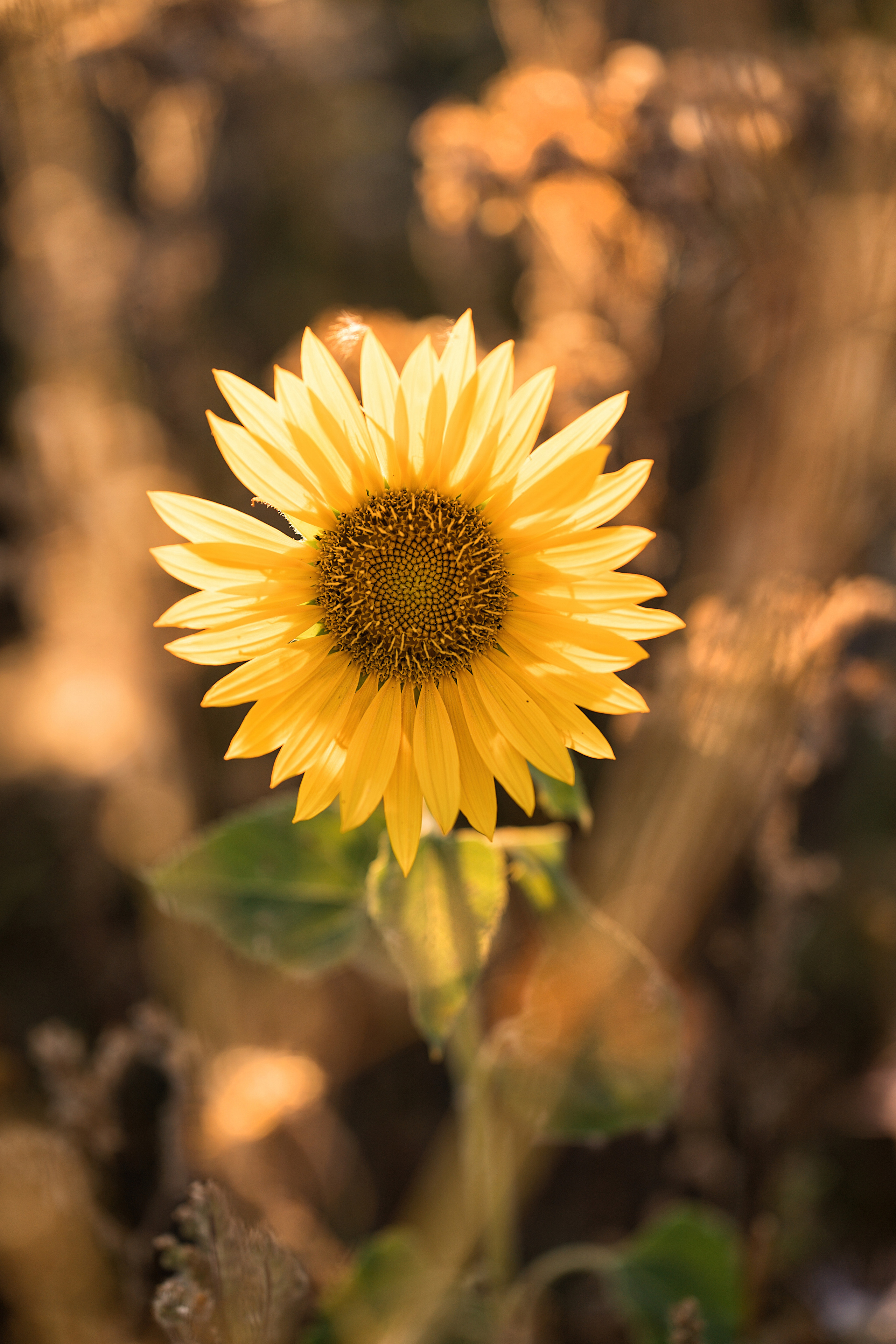 Летние поля. Семейный, детский и женский фотограф в Германии, Трире
