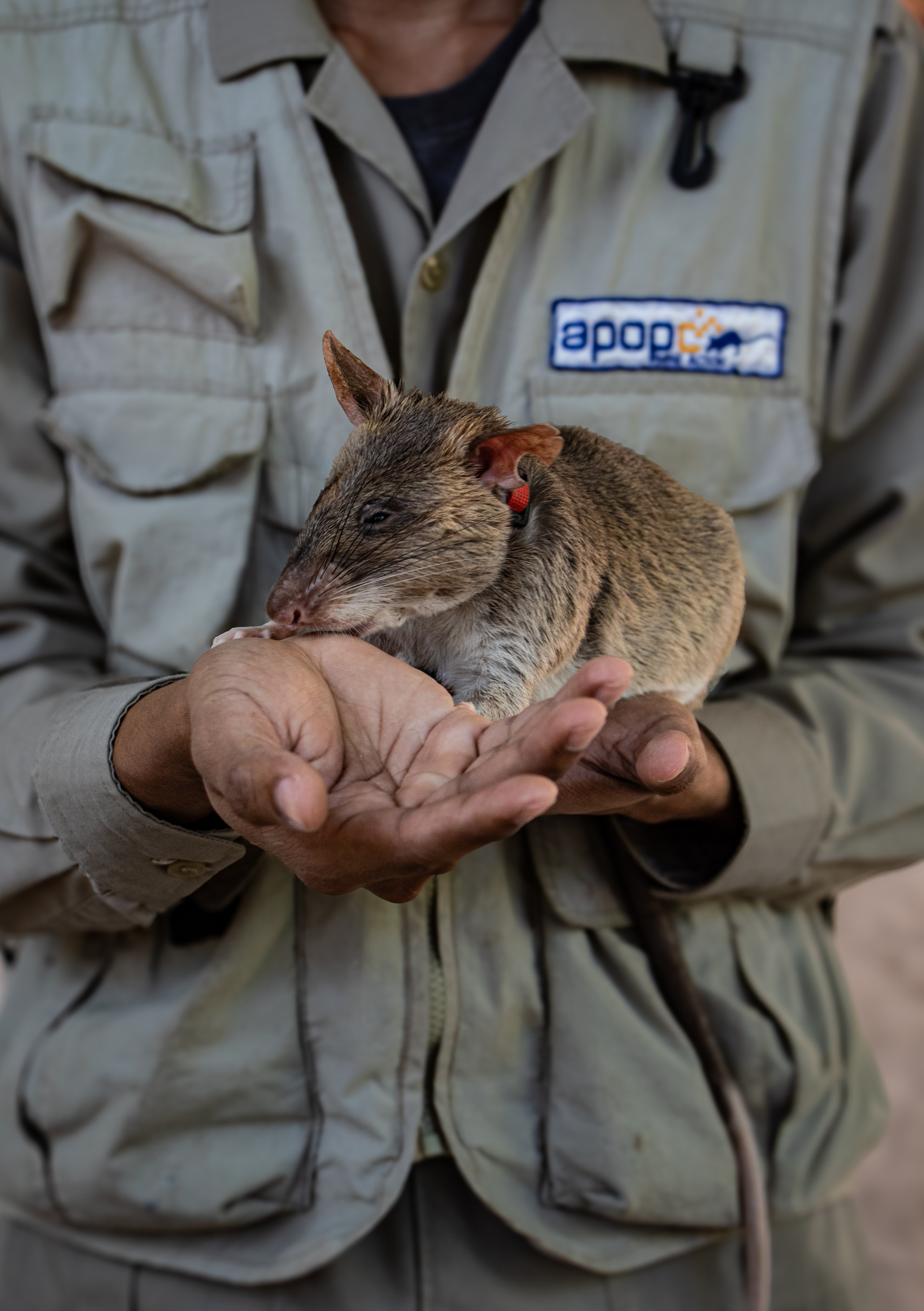 Un des rats d'APOPO après lui avoir mit de la crème solaire sur le museau pour éviter les coups de soleil.