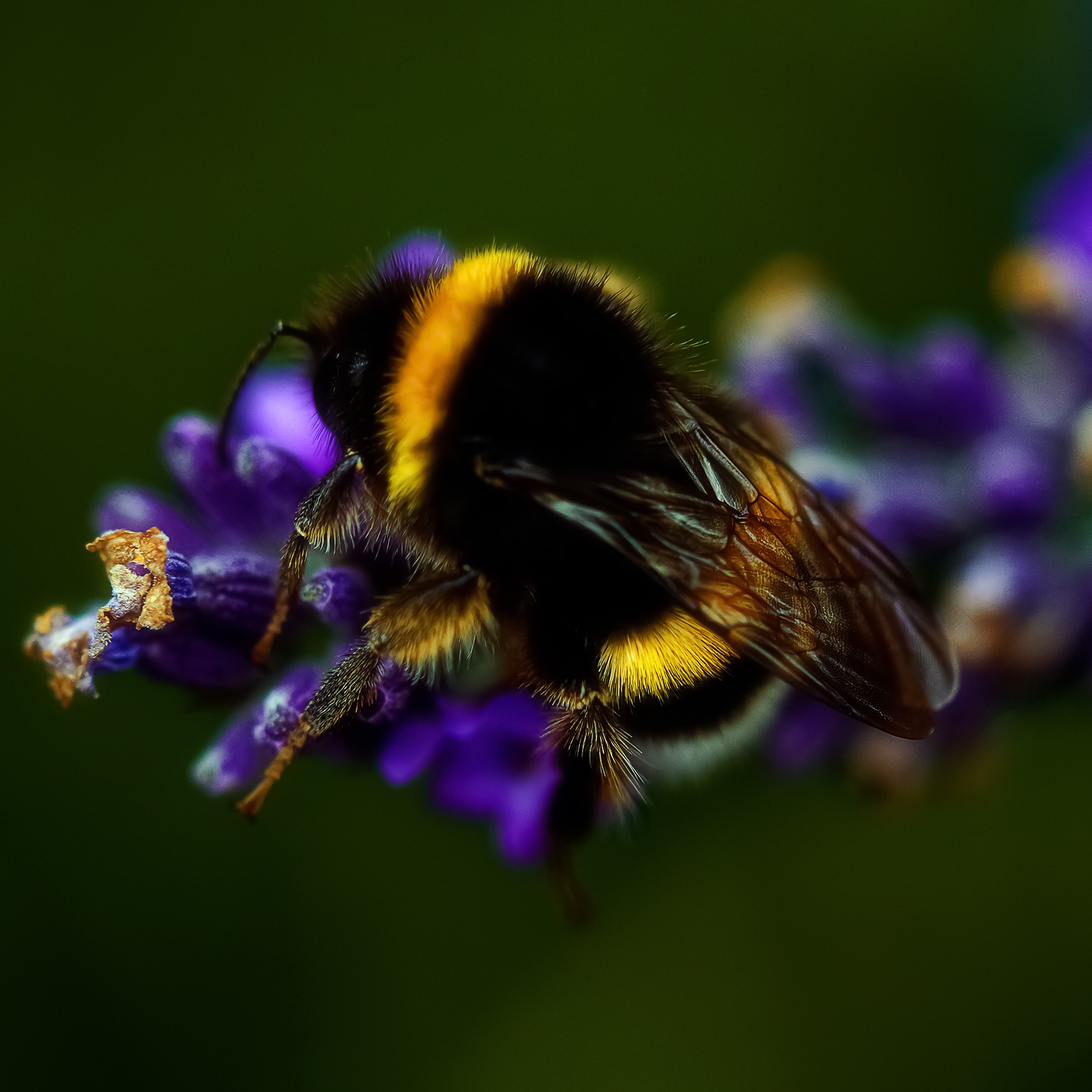 Flowers. LUKIN IGOR Photography