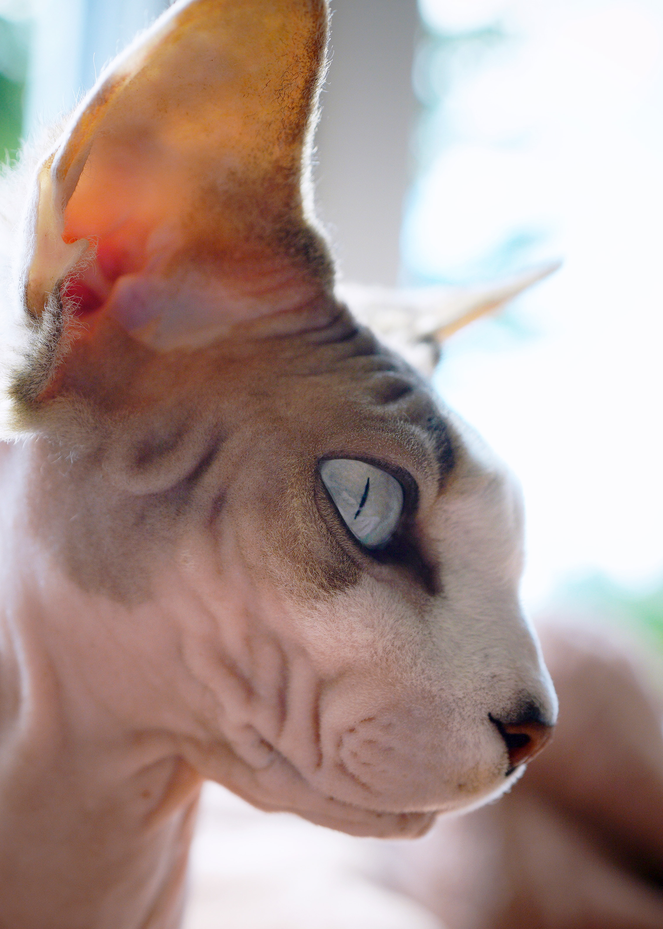 Cats. LUKIN IGOR Photography