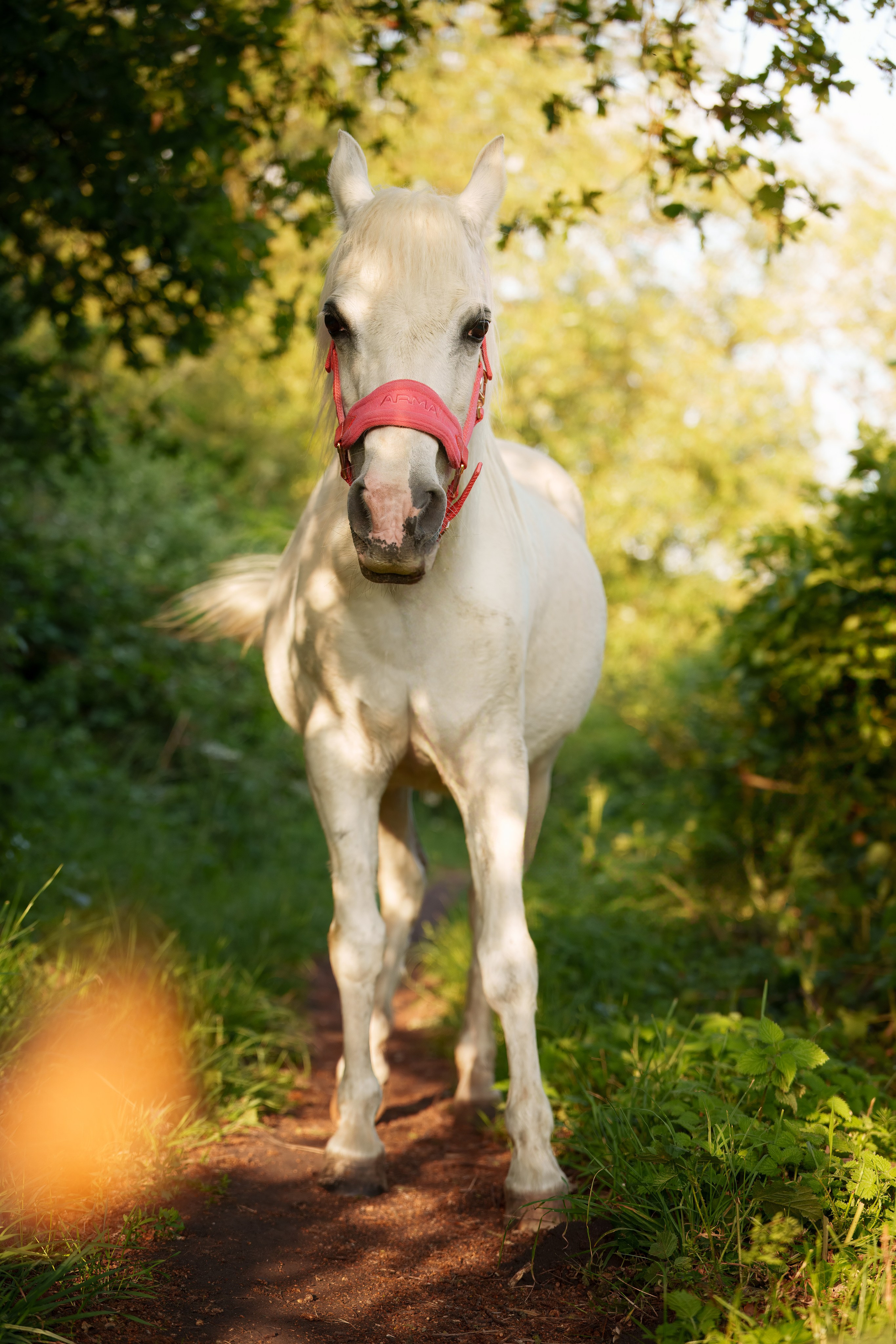 Equine Photography Portfolio | Leicestershire Horse Portrait Photographer. Leicestershire Equine Photography by El | Authentic Equine Portraits & Events