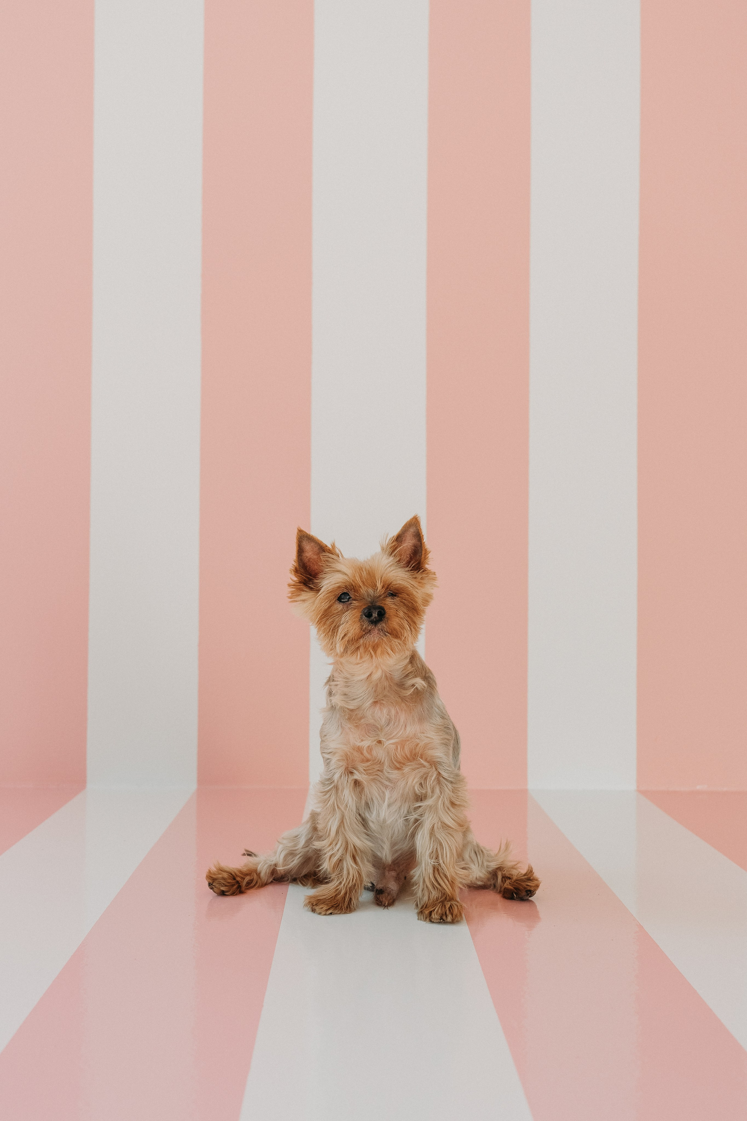 Wallun perhe. Wedding and portrait photographer in Helsinki Vickan O