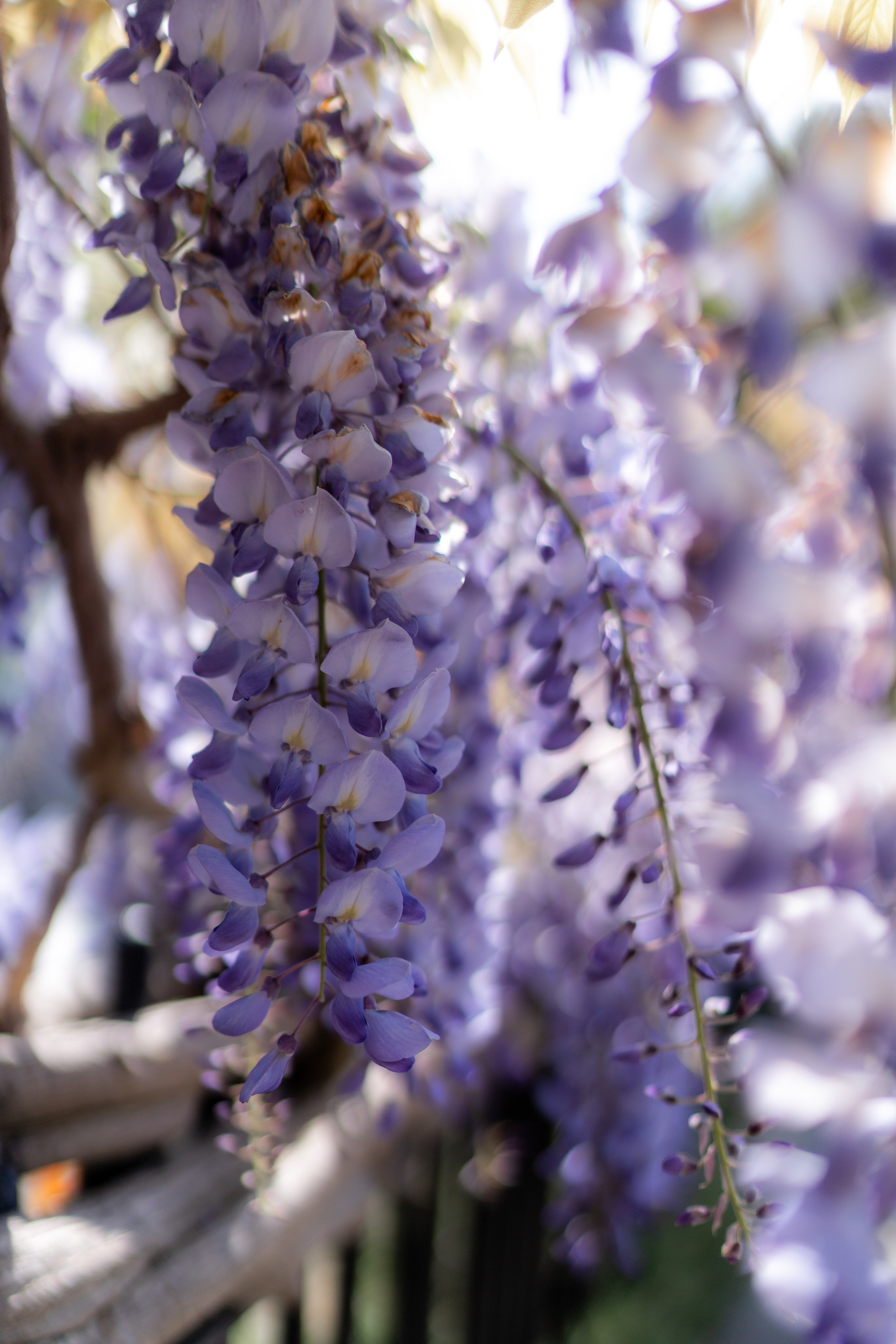 Hysteria. Tonya Kyrylenko photographer in London