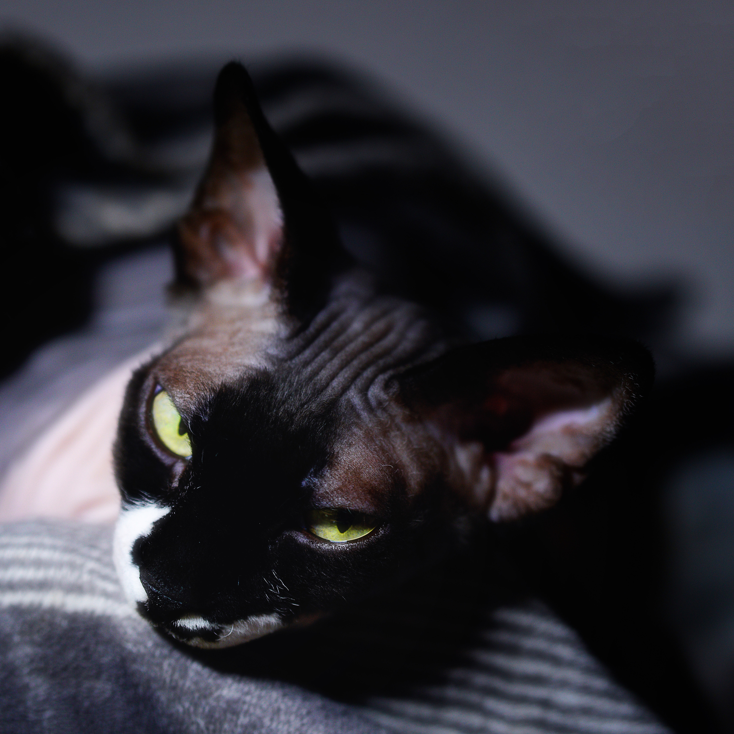 Cats. LUKIN IGOR Photography