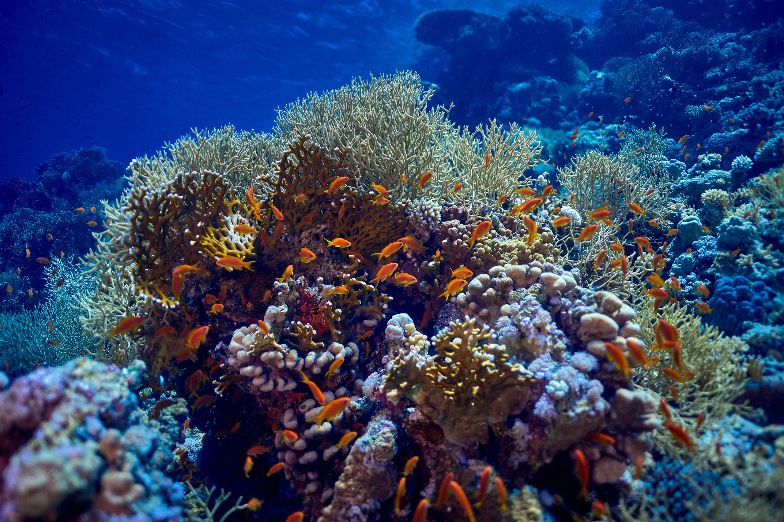 Fotograf podwodny Andriej Szypiłow - Fauna i flora Czerwonego i Adriatyckiego Mórz. Andriej Szypilow - Fotografia & Wideografia