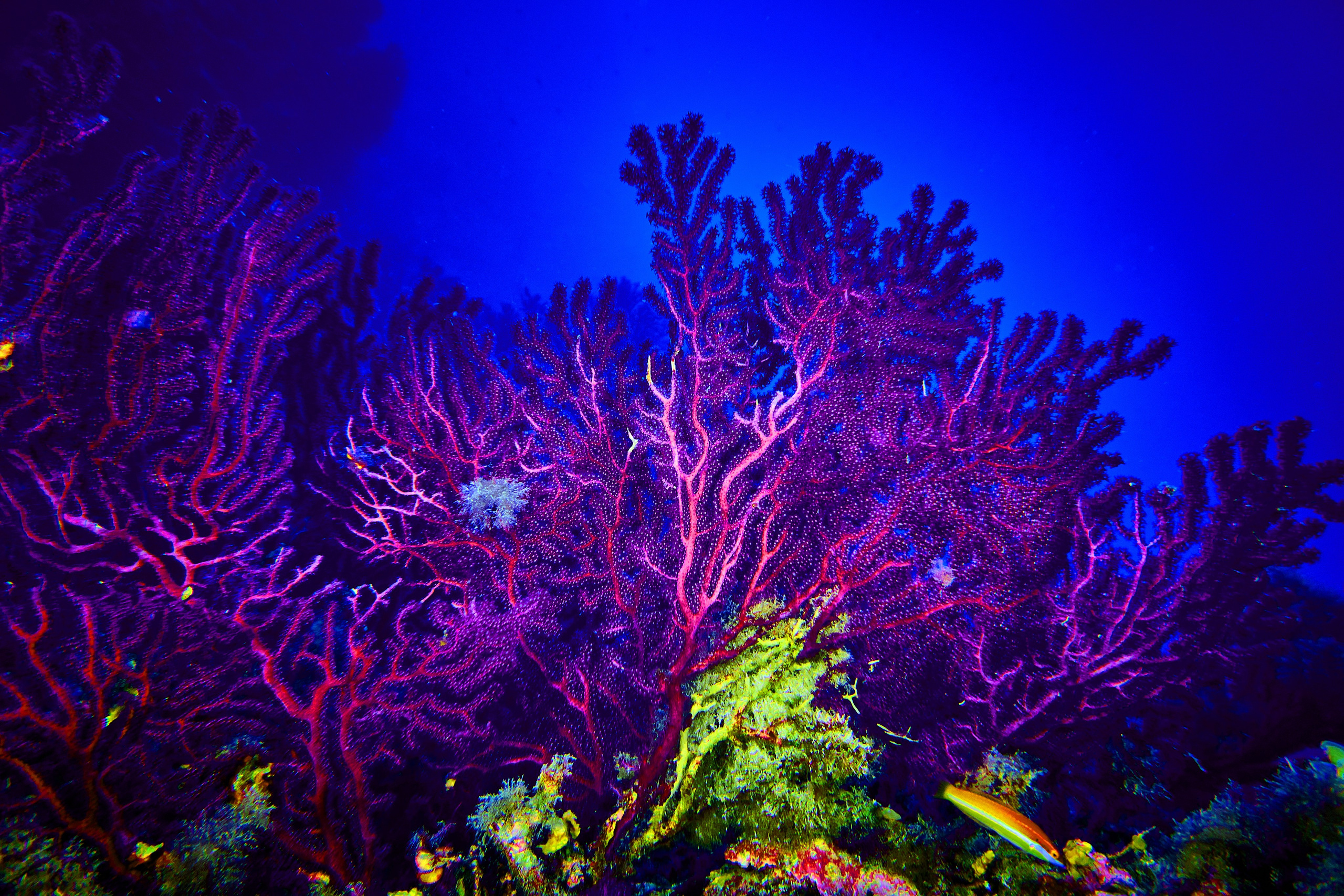 Fotograf podwodny Andriej Szypiłow. Andriej Szypilow - Fotografia & Wideografia