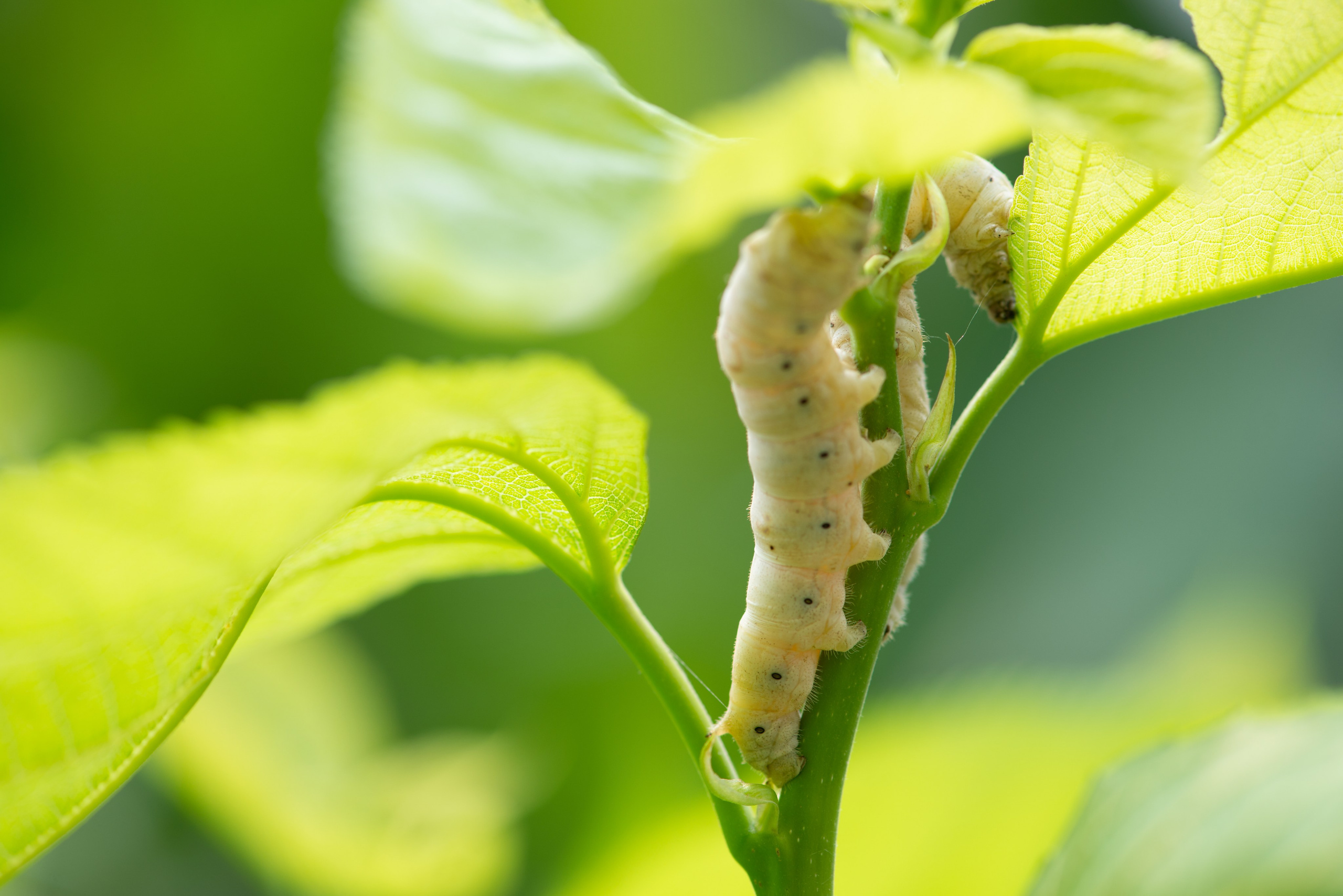 Geoponitikon-Όταν η Επιστήμη συναντά την Τέχνη στο Φυσικό Τοπίο!