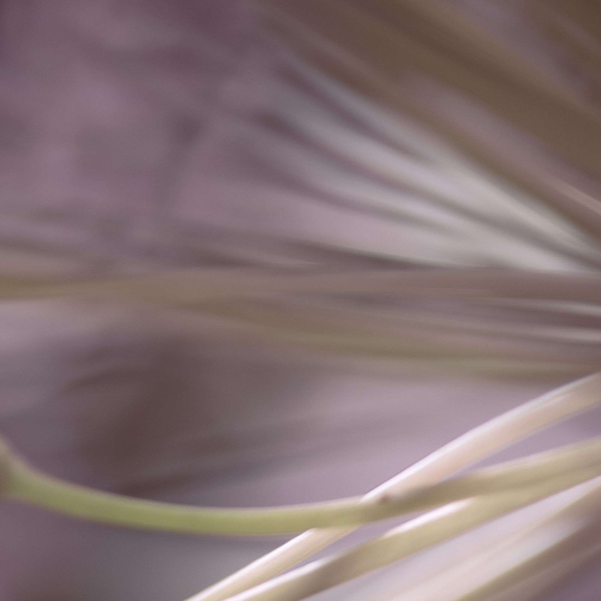 50 SHADES OF PURPLE. Natalja Poplavska — Visual artist, Photographer, East Sussex, London