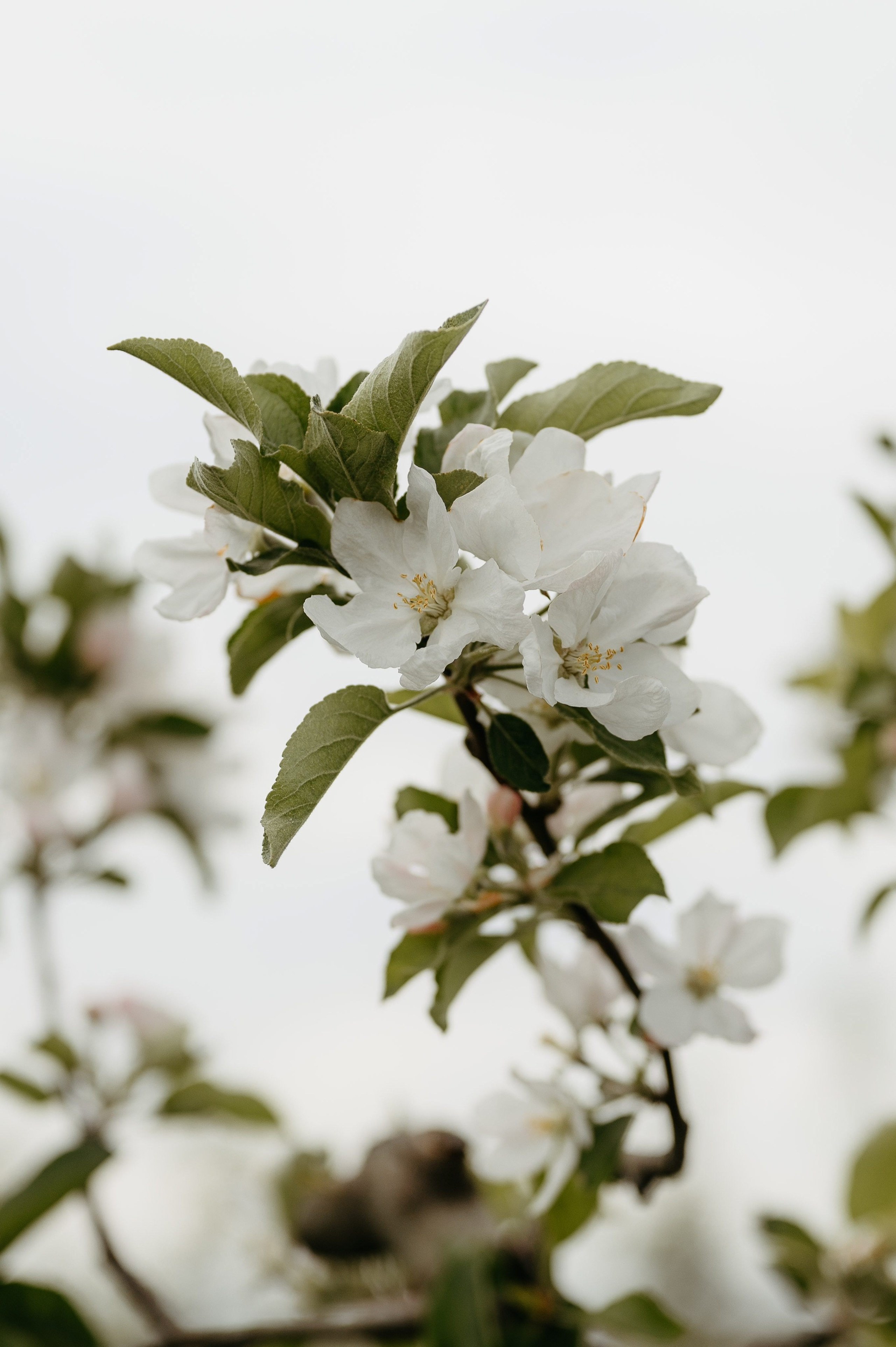 Emilian si Silvia. Valentin Melen - fotograf de nunta 🤍