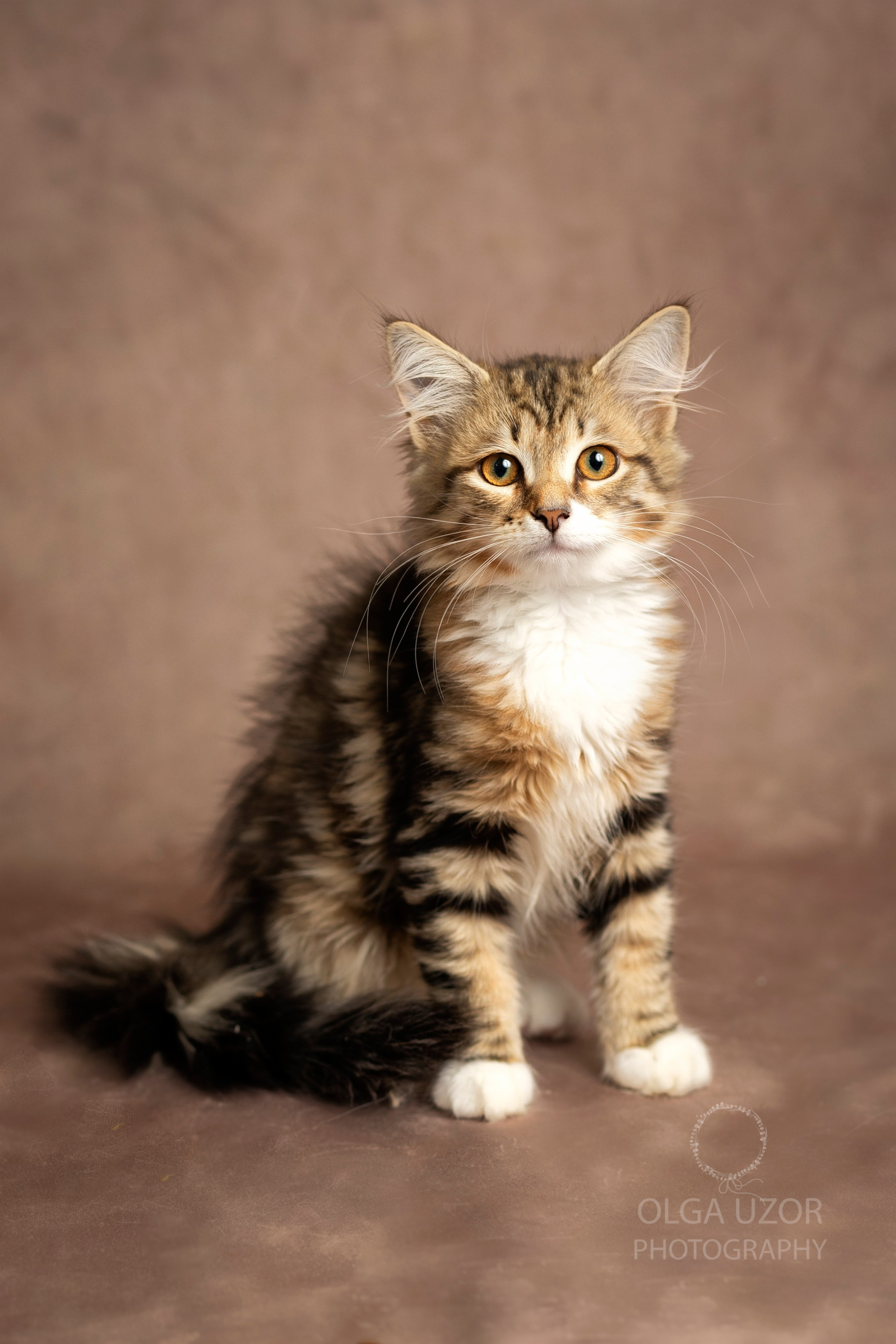 Pets photographer based in Stevenage, Hertfordshire. Stevenage, Hertfordshire family, maternity and newborn photographer