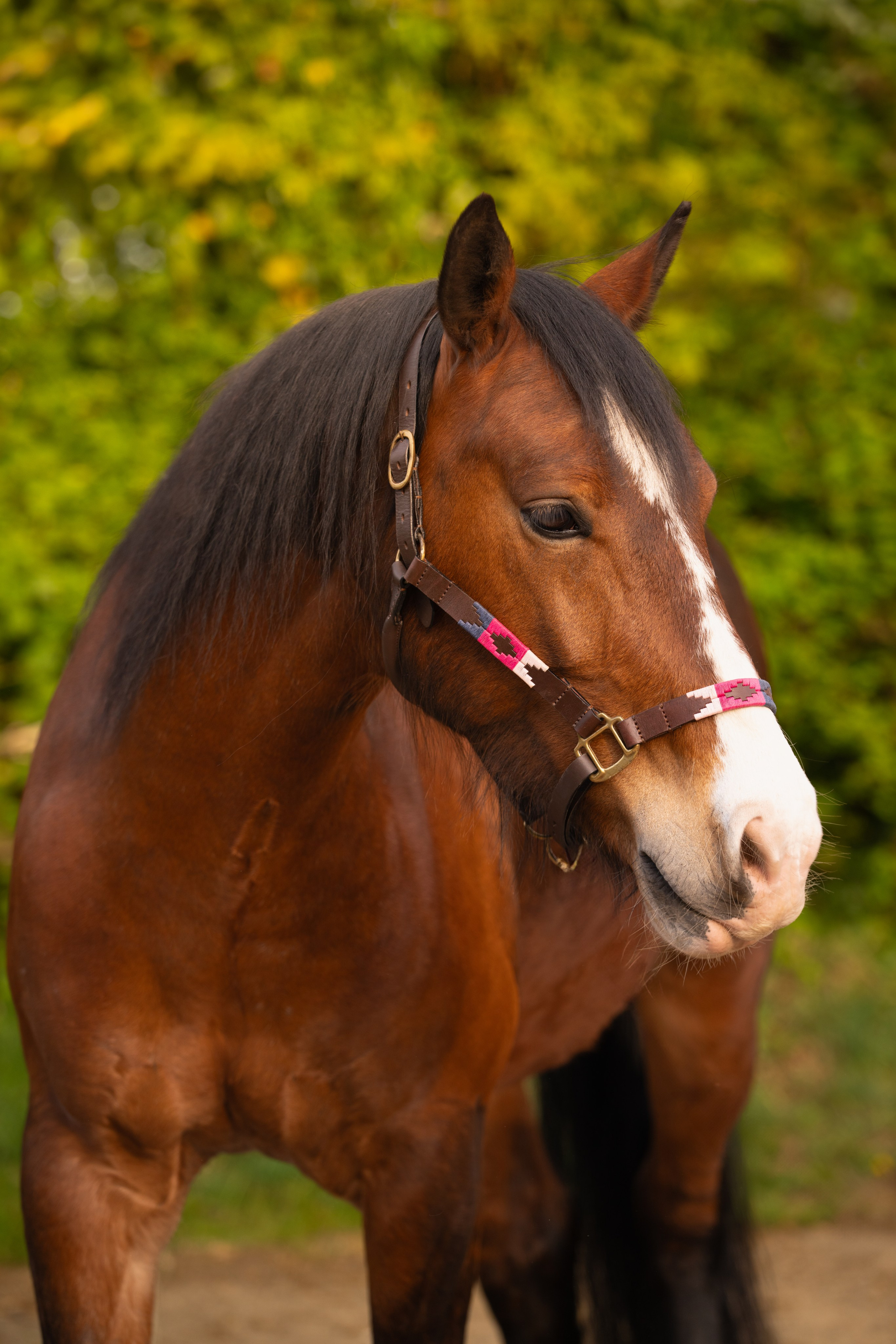 Horse’s face in focus, showing character and calmness during equine photoshoot