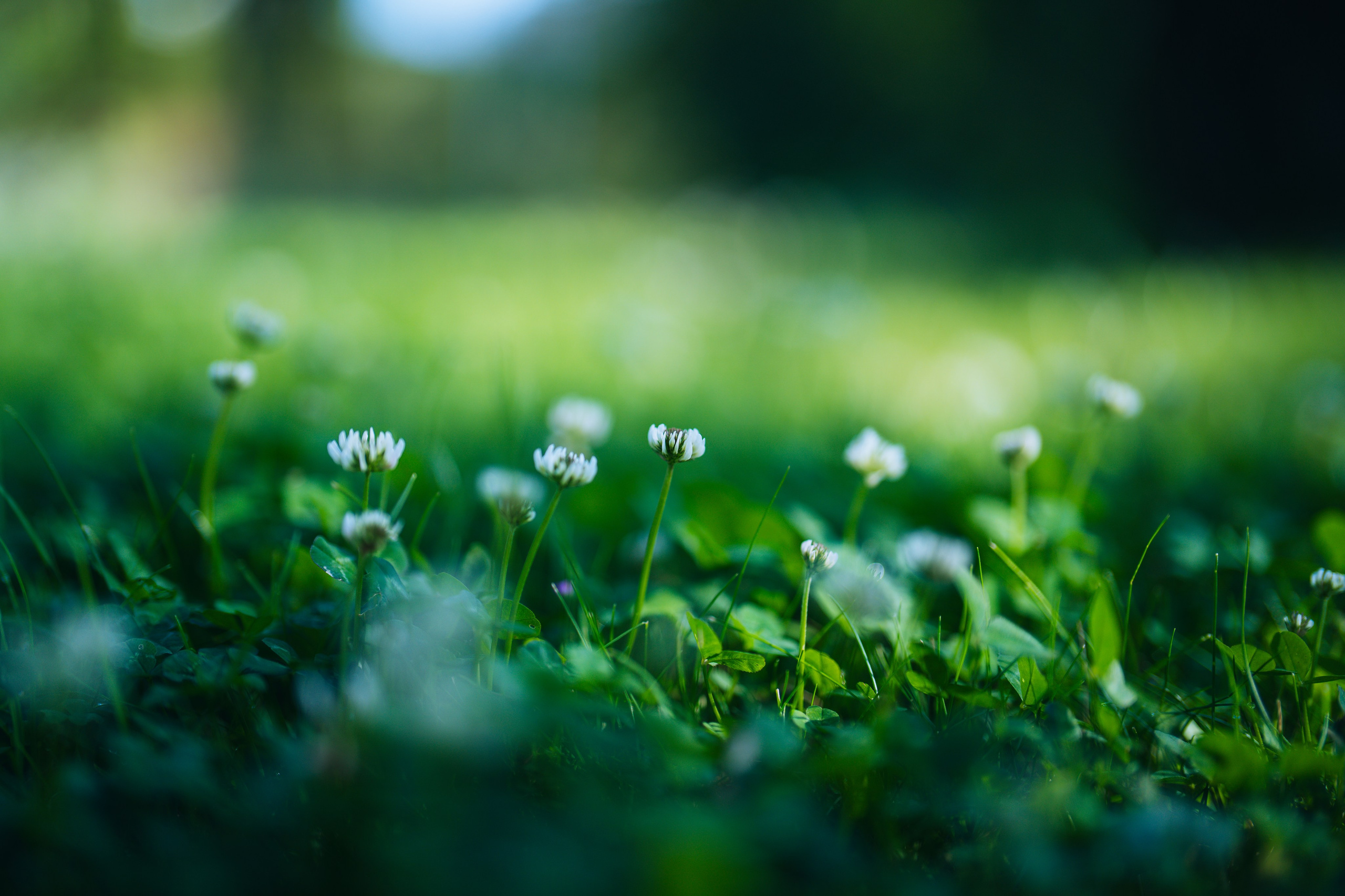 Landscape. Fotograf Poznan