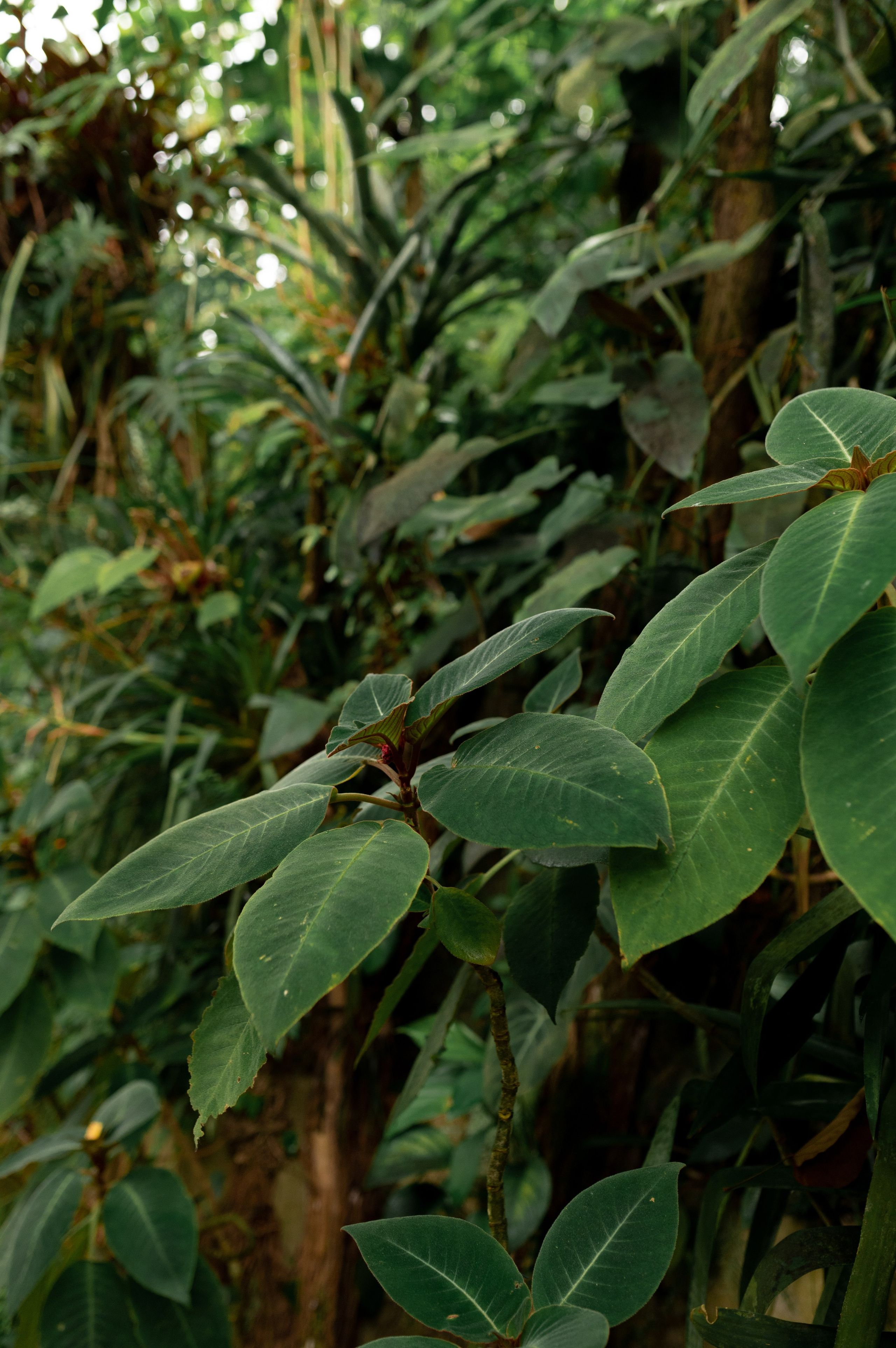 CannaXlife CBD products. ANNA-MARIA PHOTO CONTENT CREATOR — фотограф, естет, художник і візуальний експерт Instagram у Празі