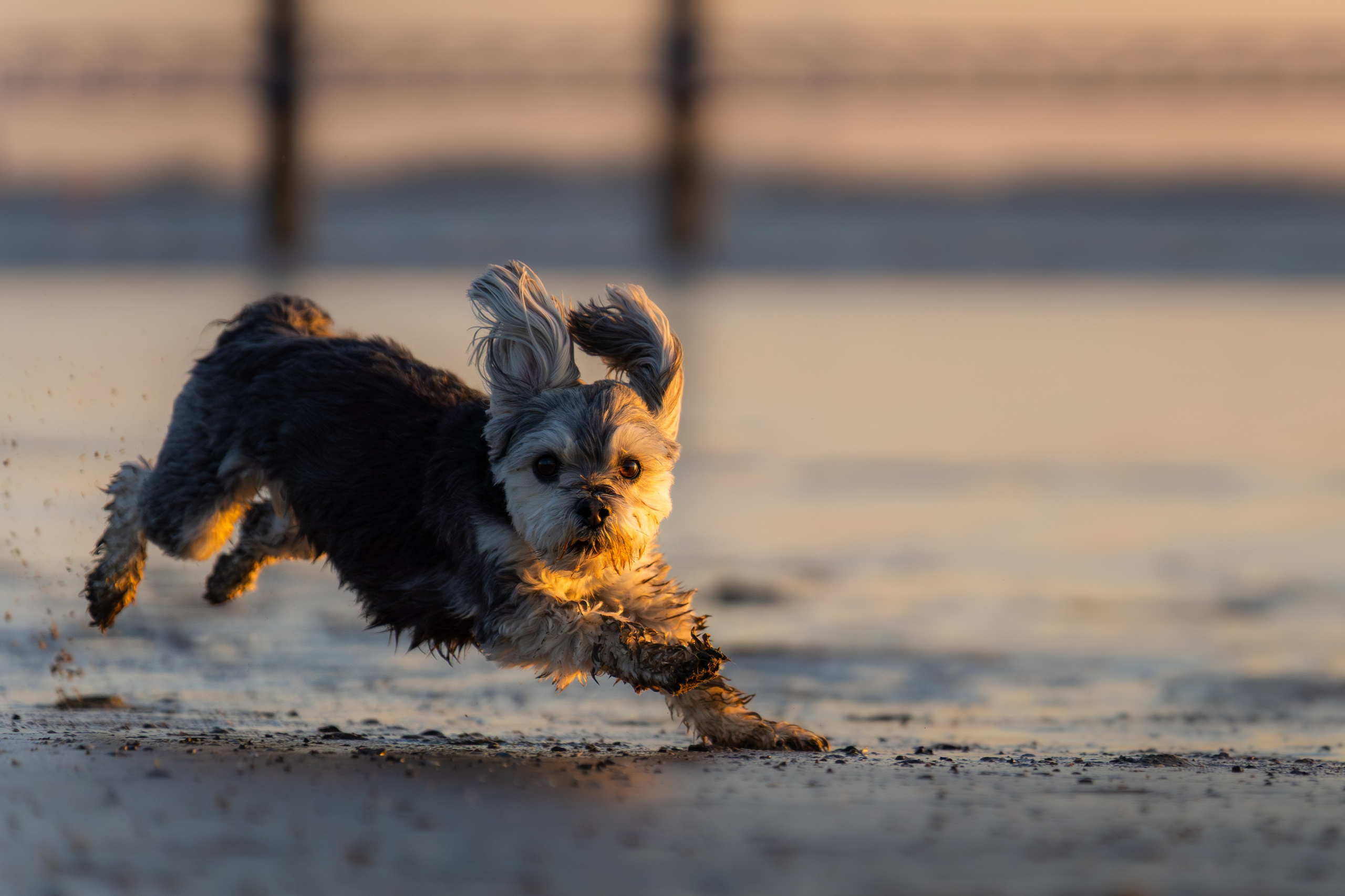 Hundeshooting - Fiete. Thorben Ihler - Dein Fotograf aus Emden