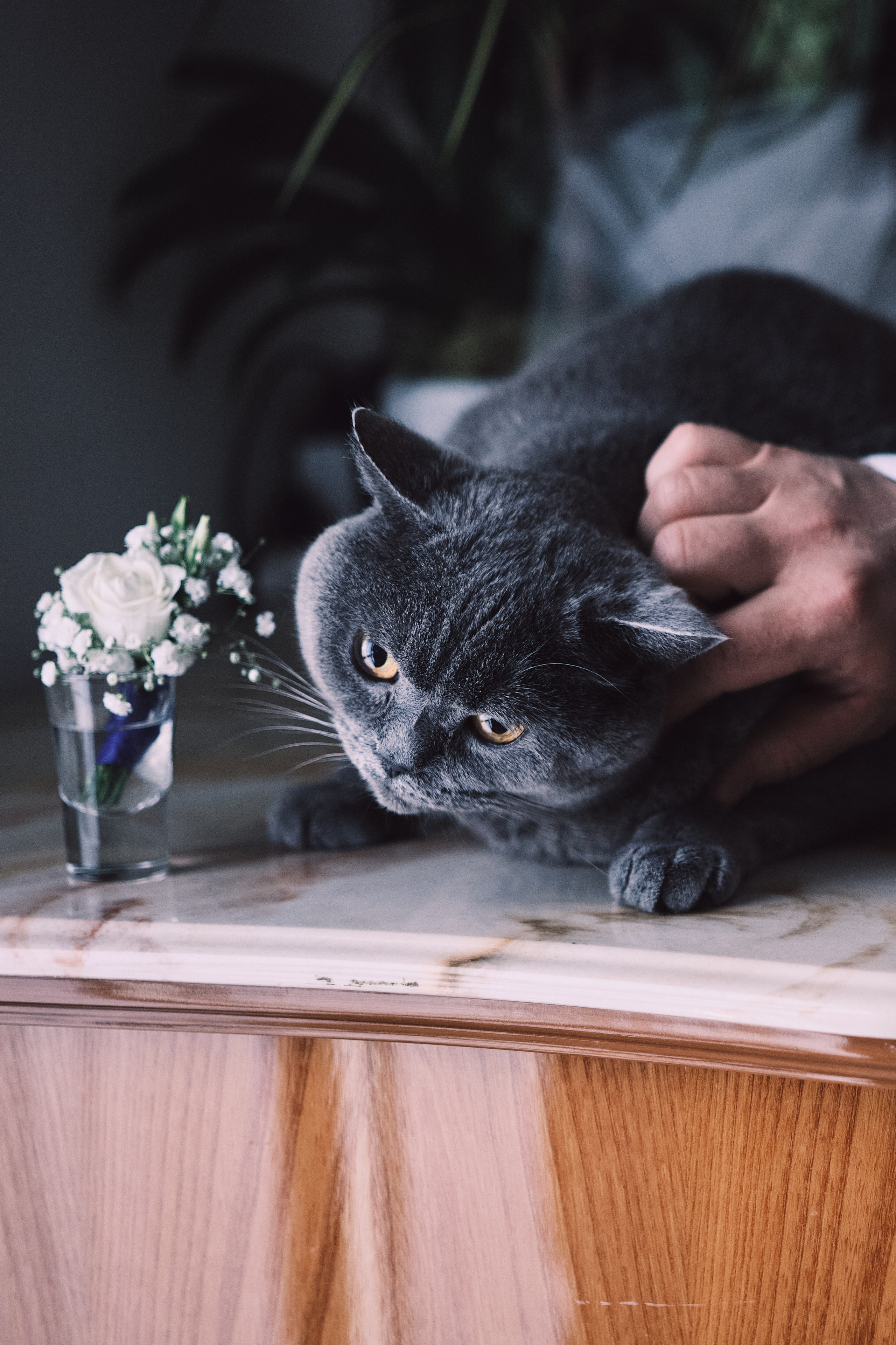 Events photography. Anghel’sPhoto