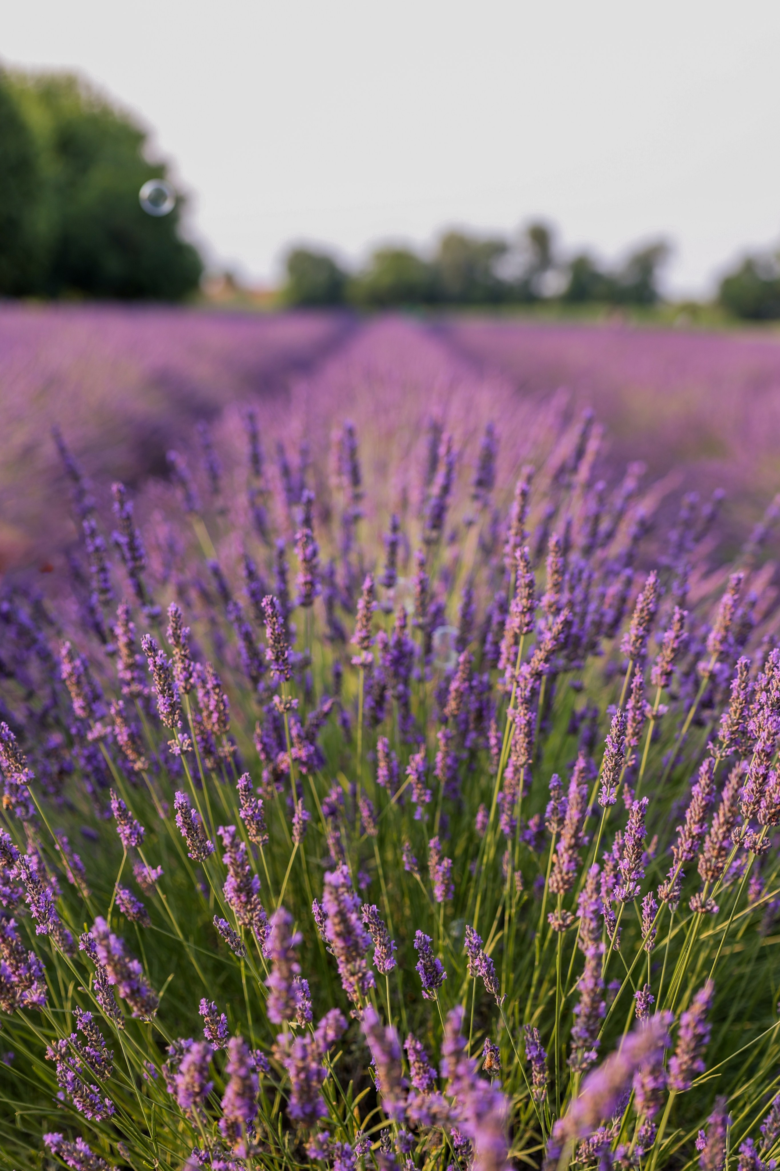 Lavanda. Photographer, Videomaker, Drone, Padova, Venice, Italy, Elena Radchenko