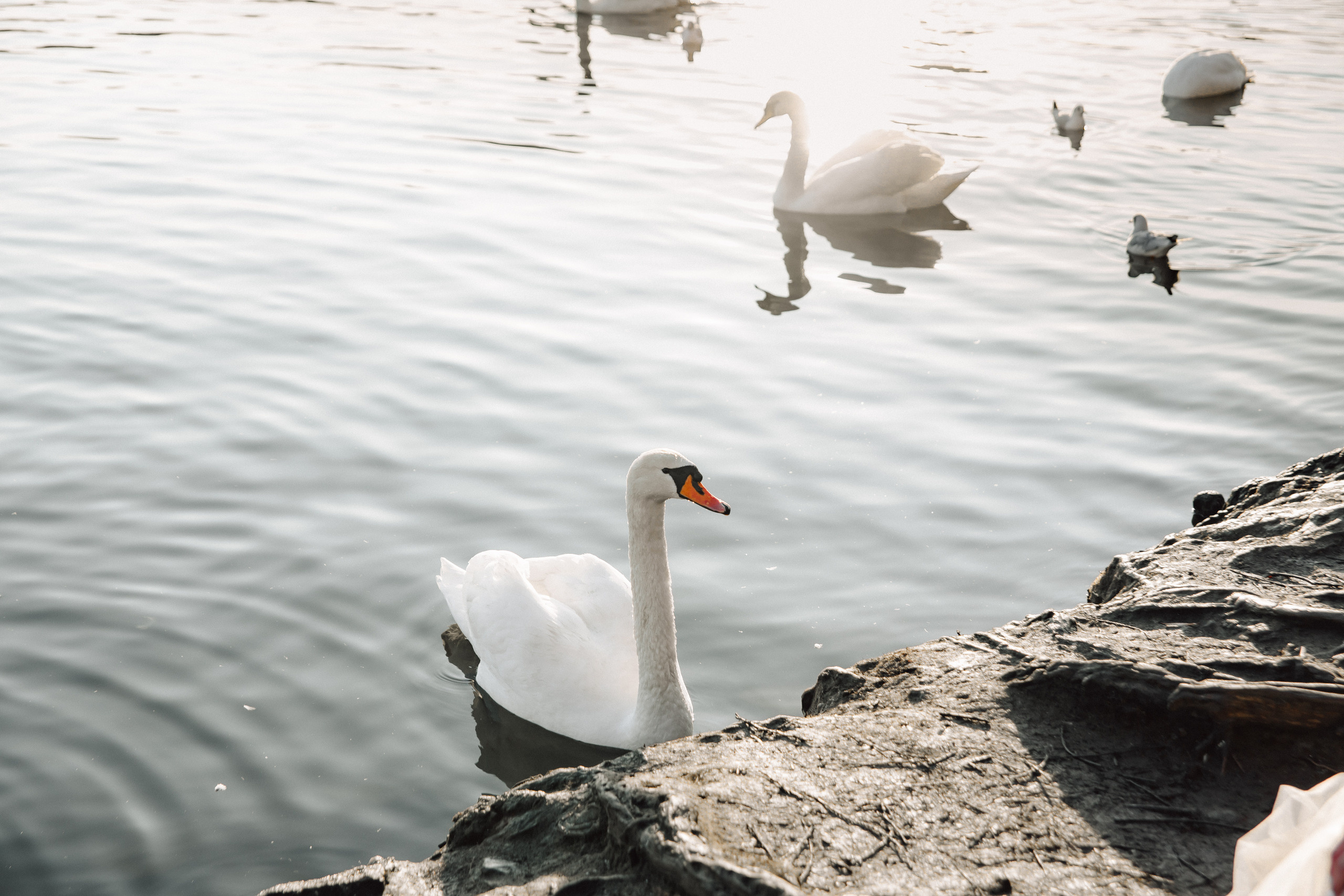 Christmas elopement of a couple in Prague. Wedding and portrait photographer in Poland Vitali Frozen