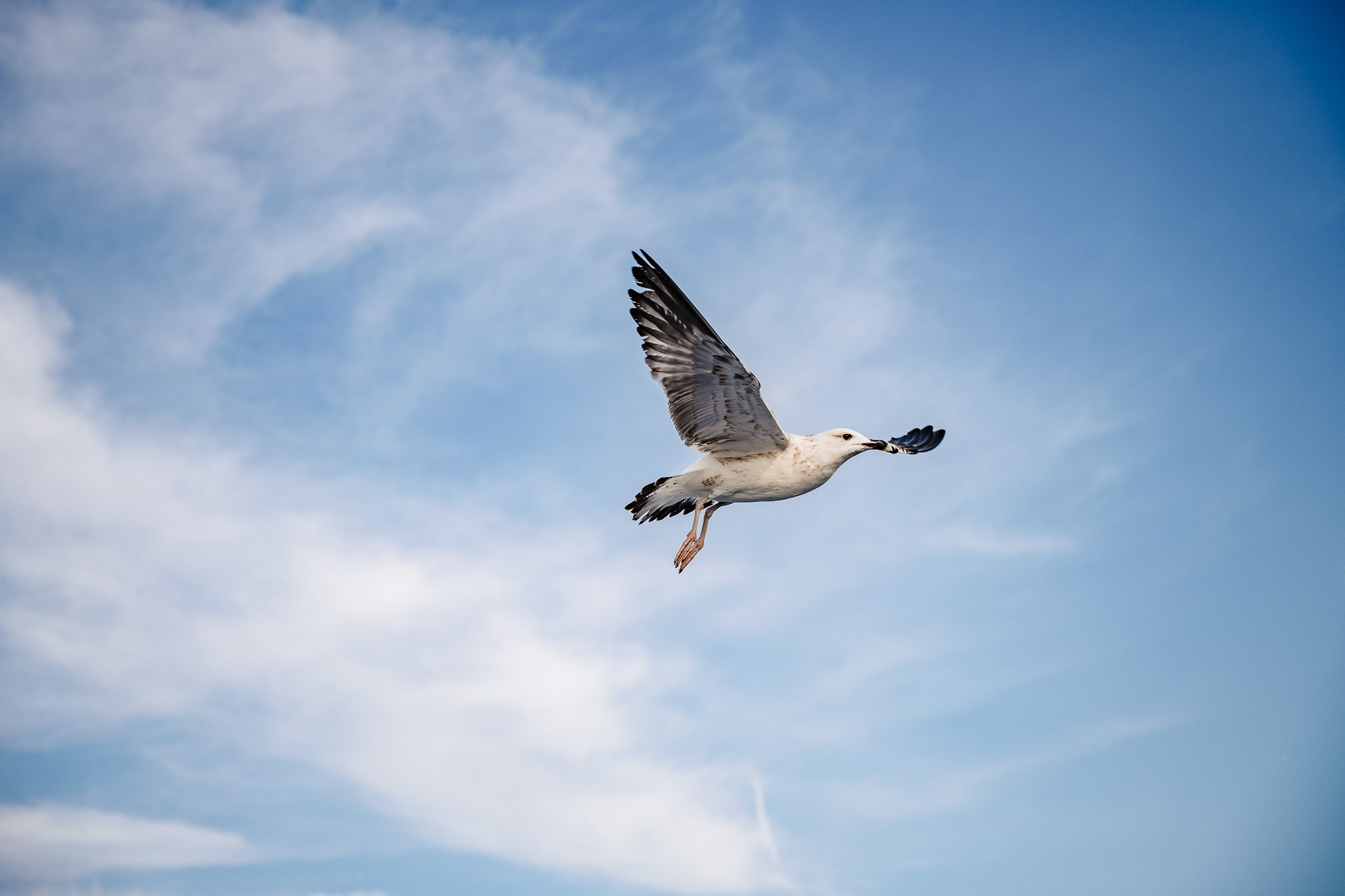 Pilgrim. Fotograf de nuntă Belgia - Stefan Bogdan | Fotograf roman