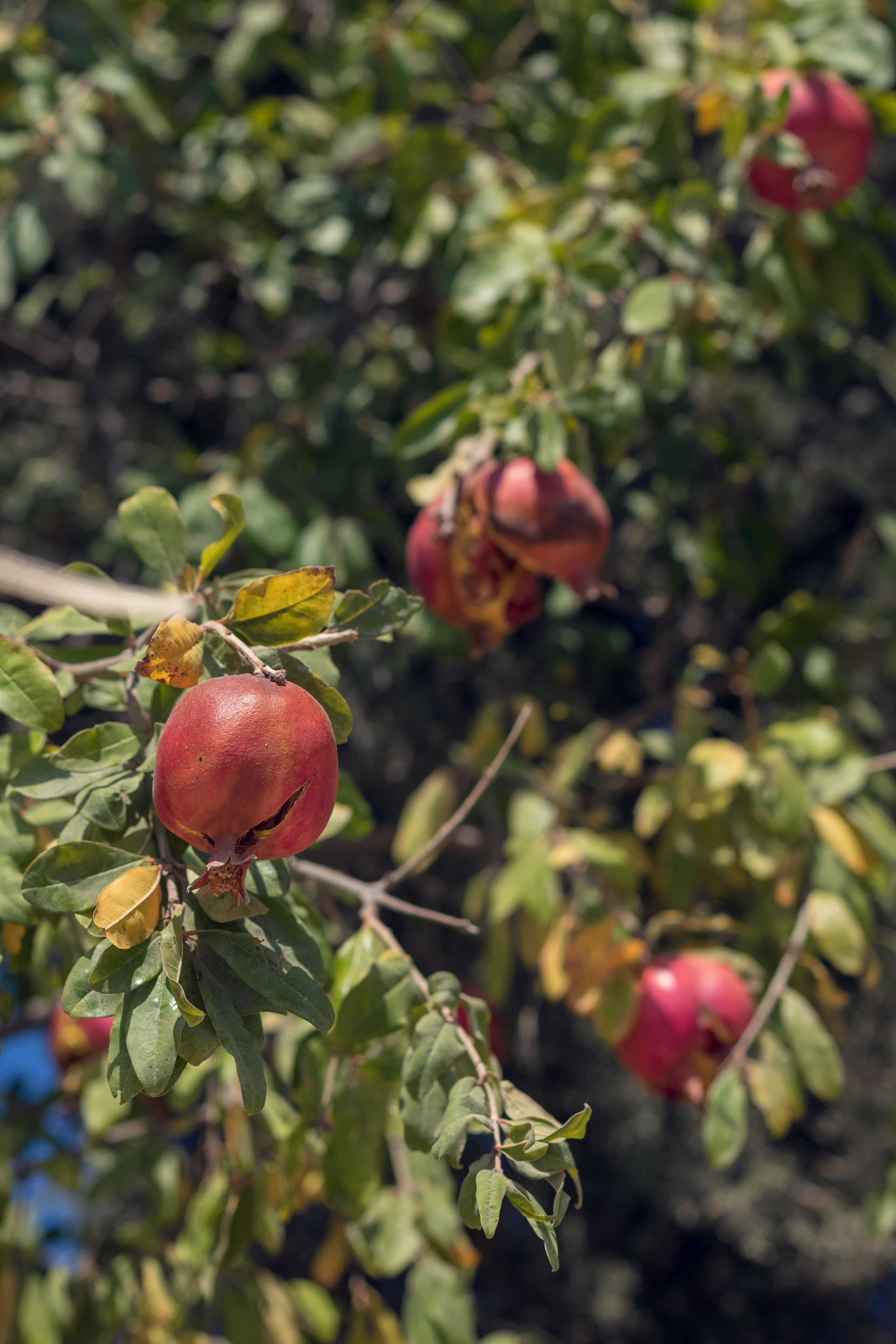 Фотограф на хрестини Лімасол, Кіпр
