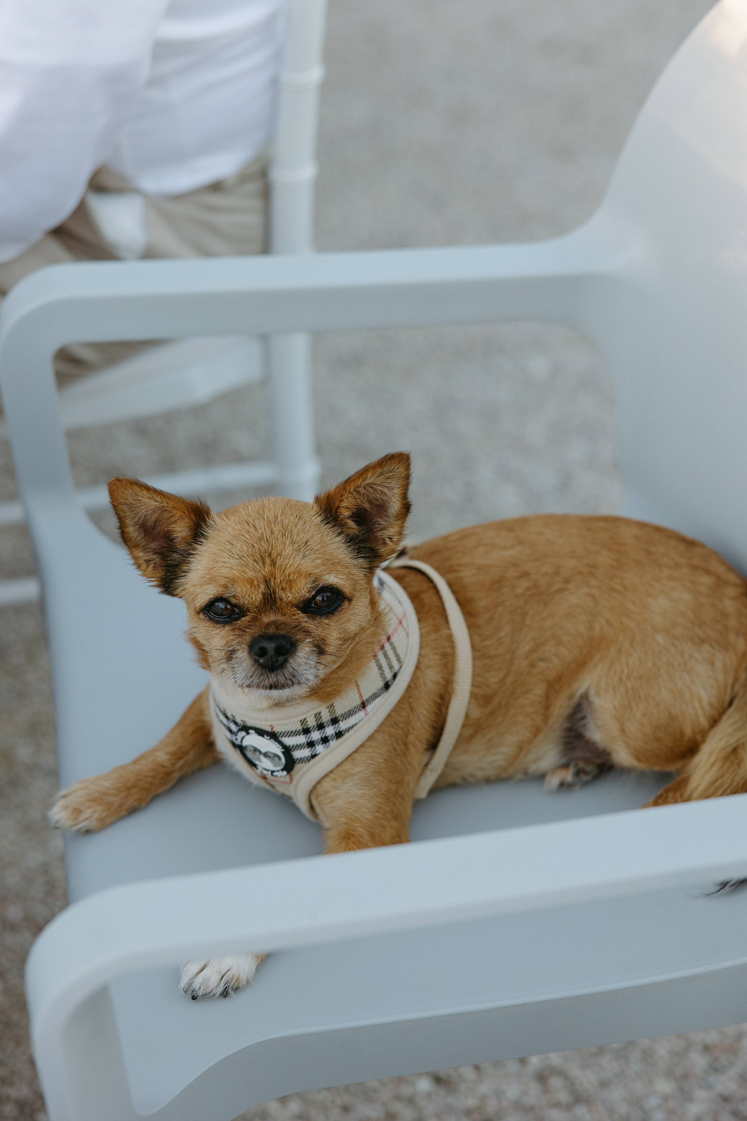 Sofia&Falk. Wedding photographer Italy