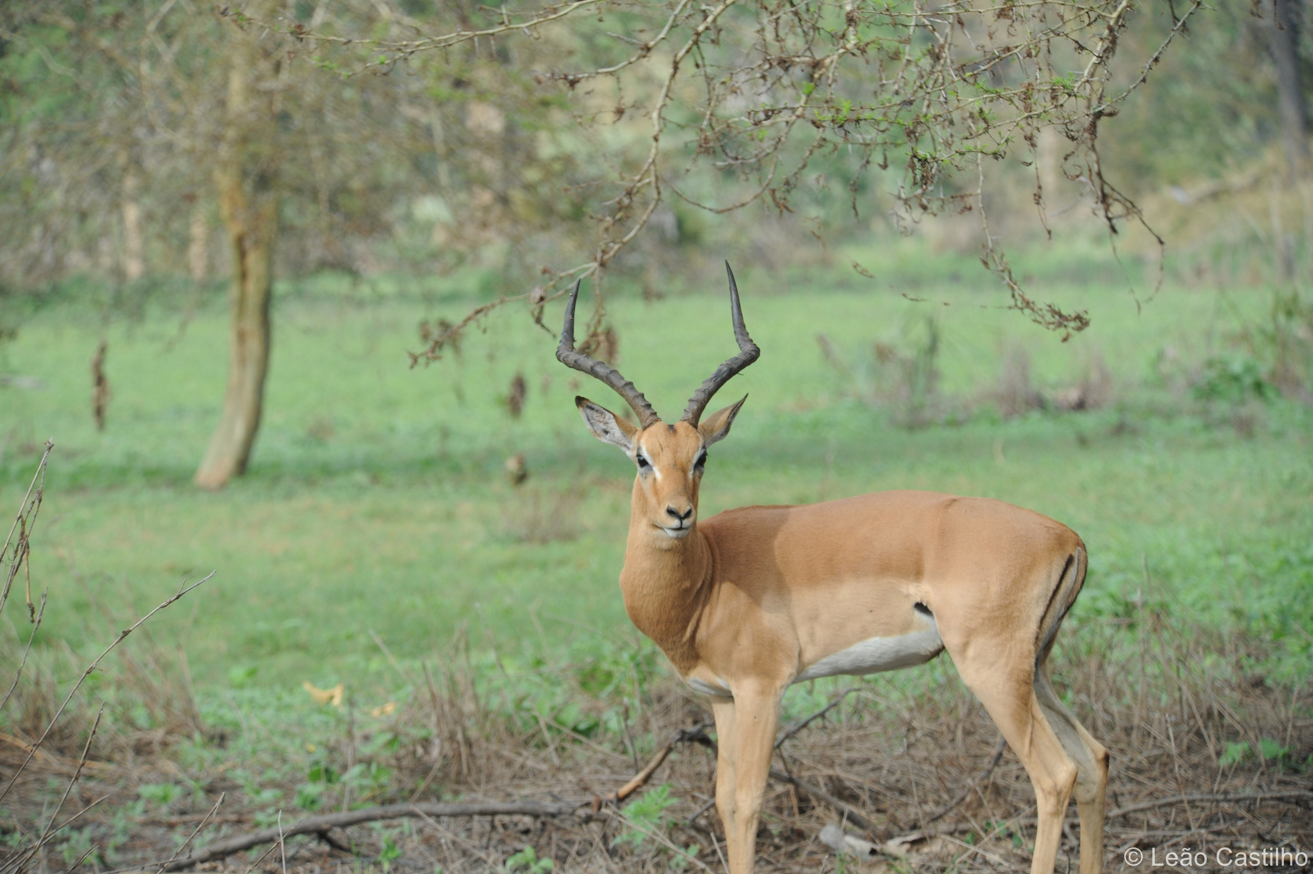 Photos of animals. Simbahalu
