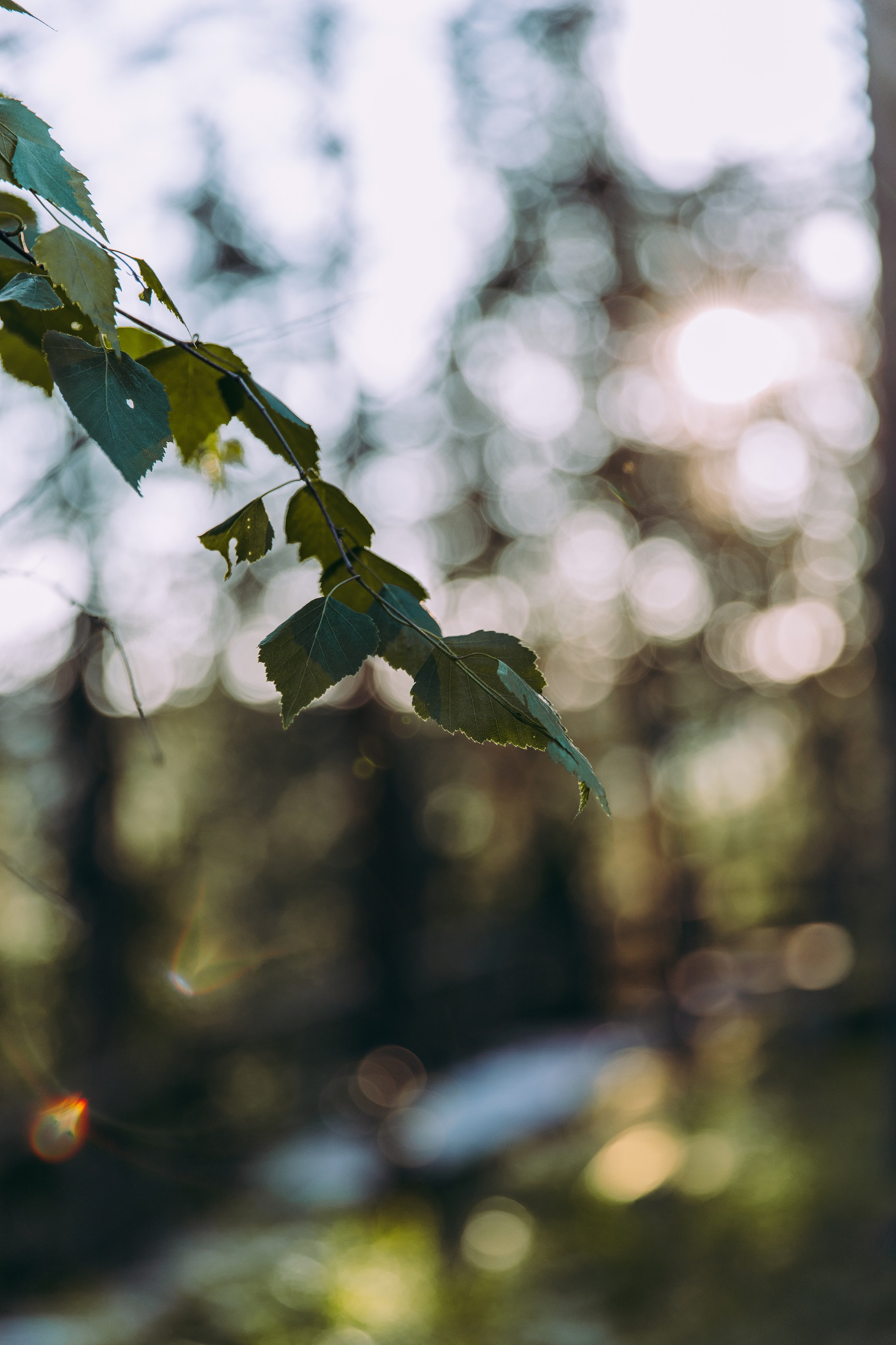 J & J. Valokuvaaja Itä-Uudellamaalla Viktoria photography