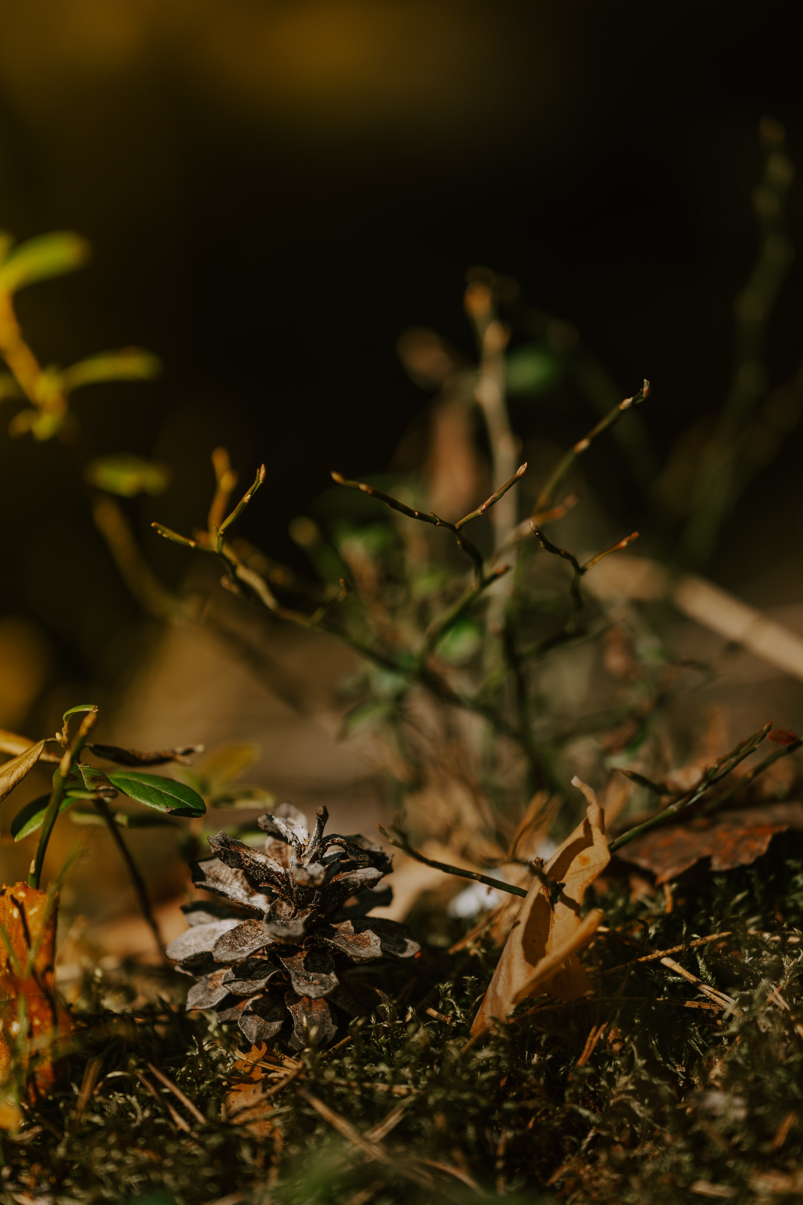 Gallery. Natasha Shakh