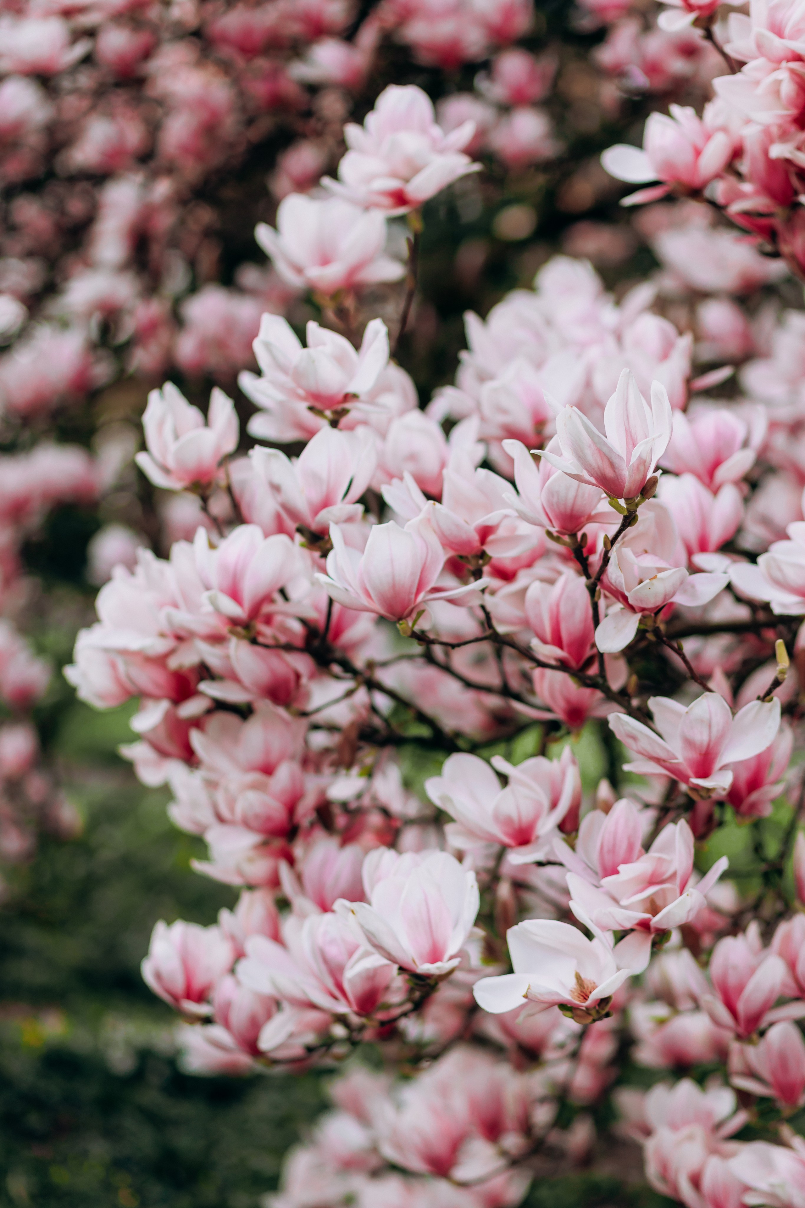 Tatiana, Alisa, Daria. Wedding and Family Photograph
