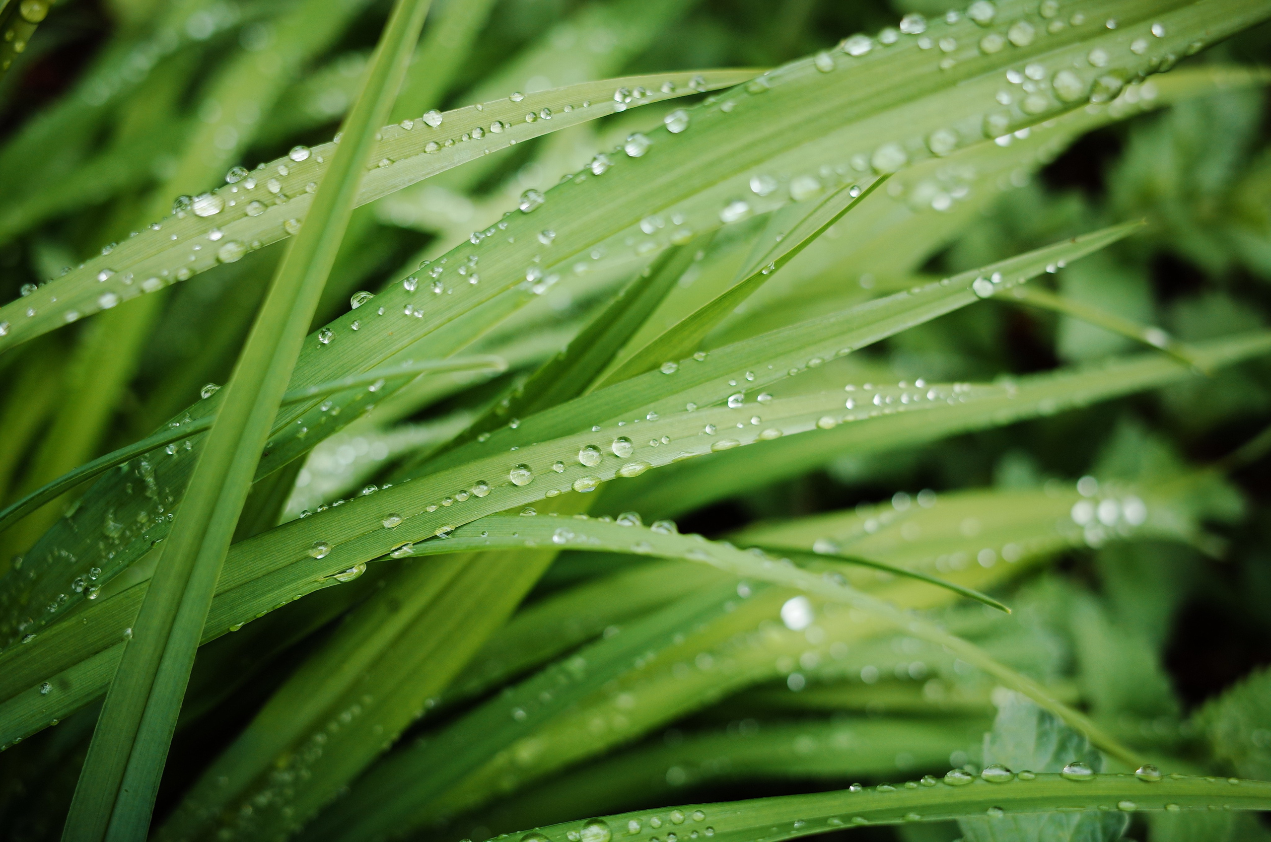 Kingsnorth in Gold. Victoria Dini. Art photography in London / Folkestone, UK