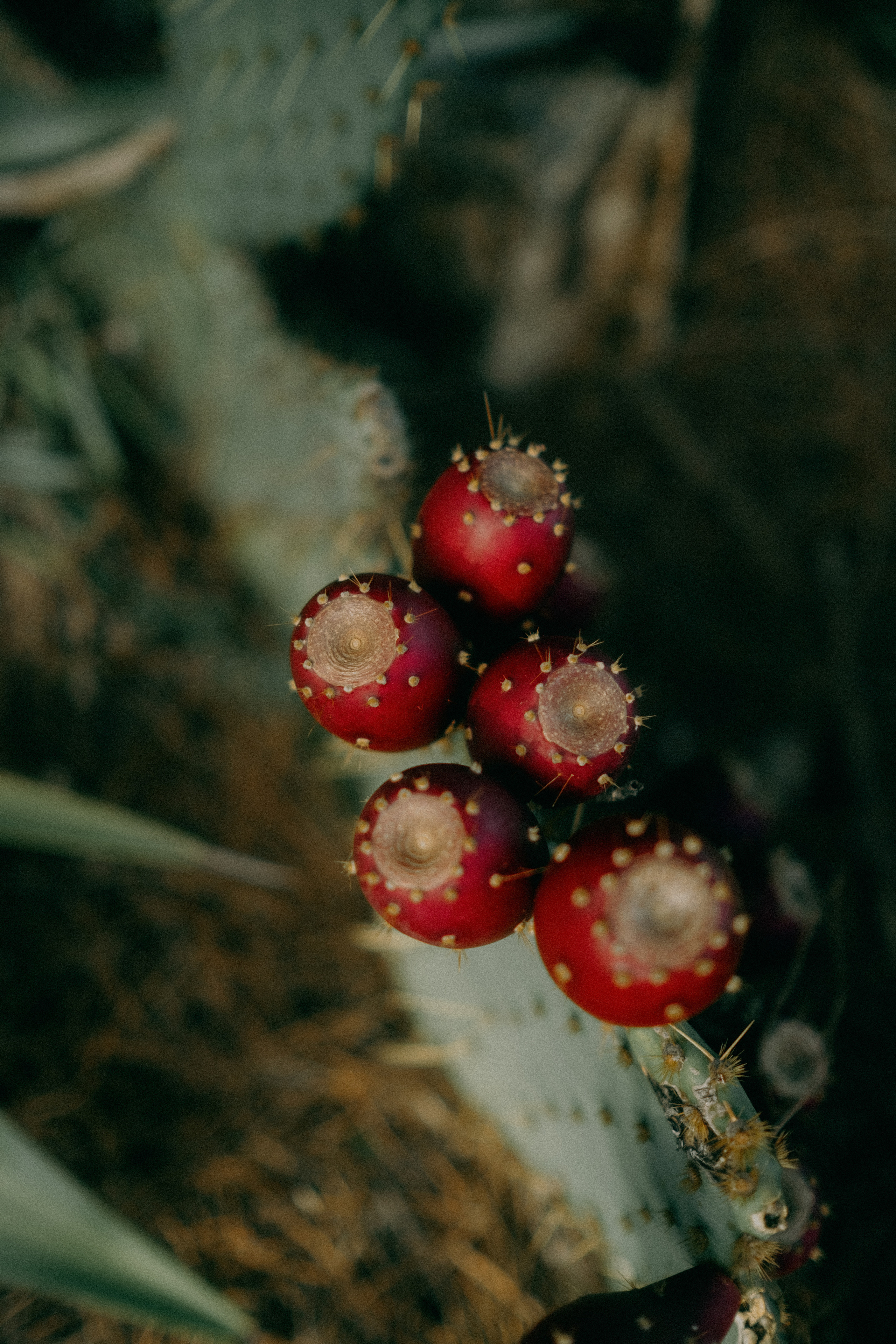 Ksenia & Artur. Paola fotógrafo / videografo de bodas en Barcelona