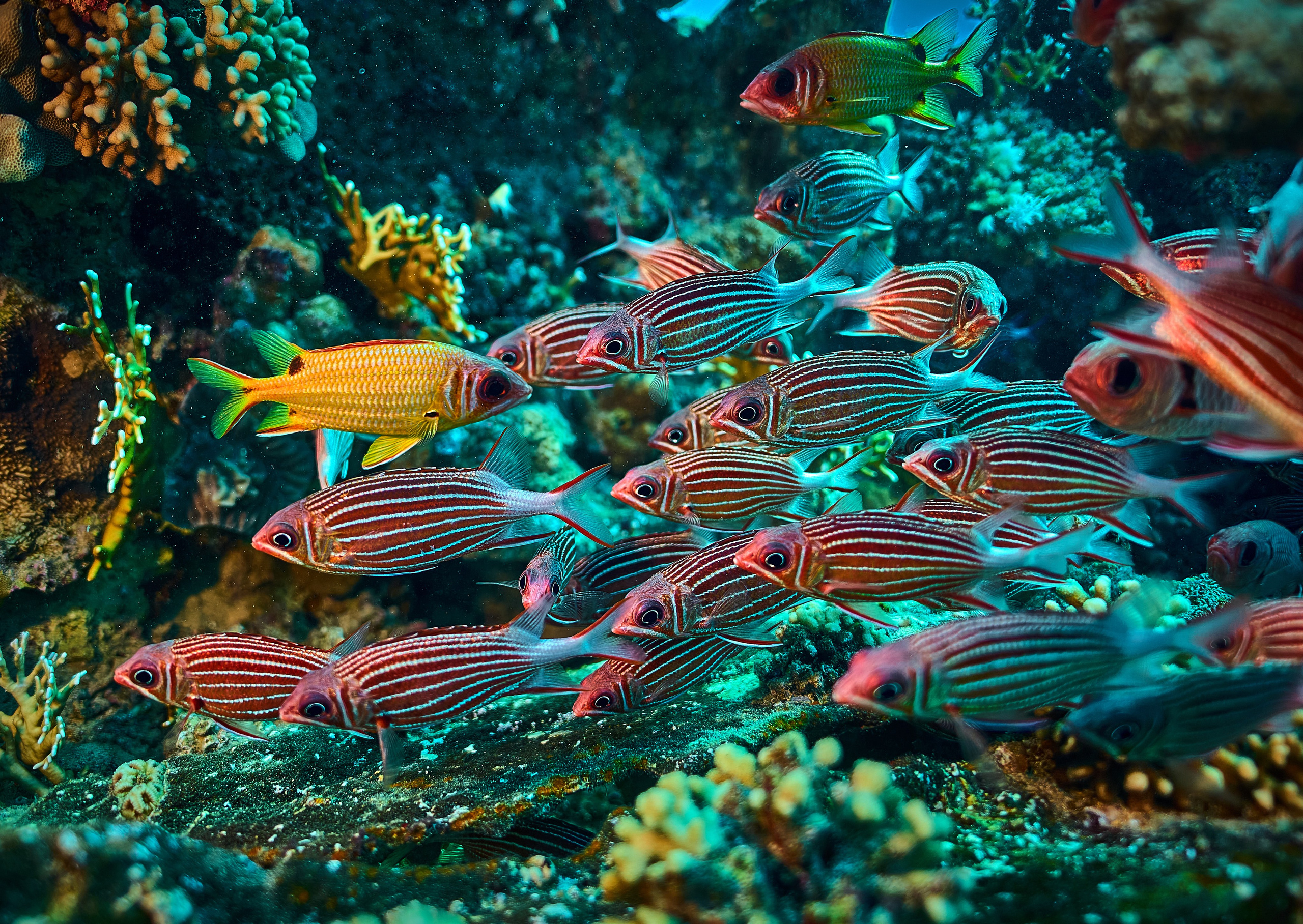 Fotograf podwodny Andriej Szypiłow - Fauna i flora Czerwonego i Adriatyckiego Mórz. Andriej Szypilow - Fotografia & Wideografia