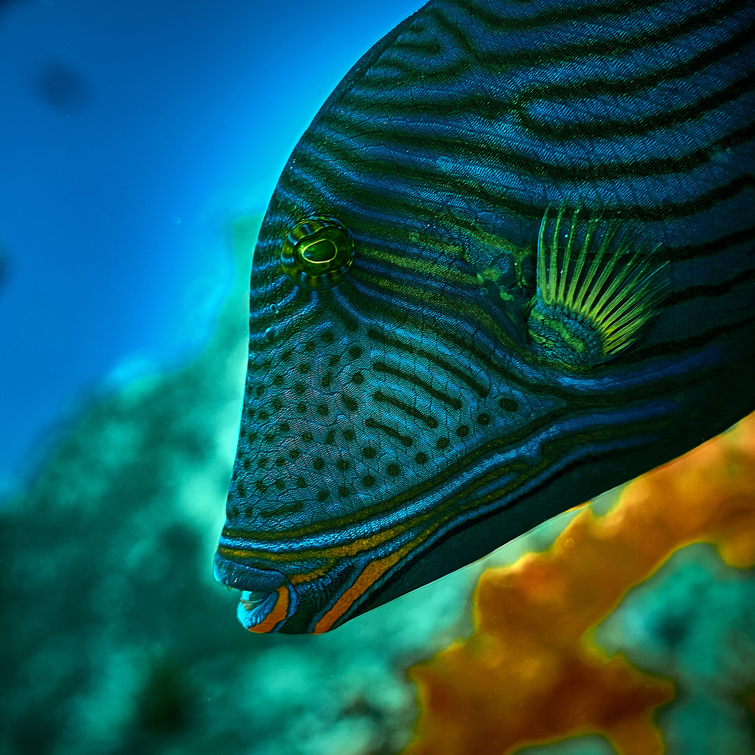 Fotograf podwodny Andriej Szypiłow - Fauna i flora Czerwonego i Adriatyckiego Mórz. Andriej Szypilow - Fotografia & Wideografia