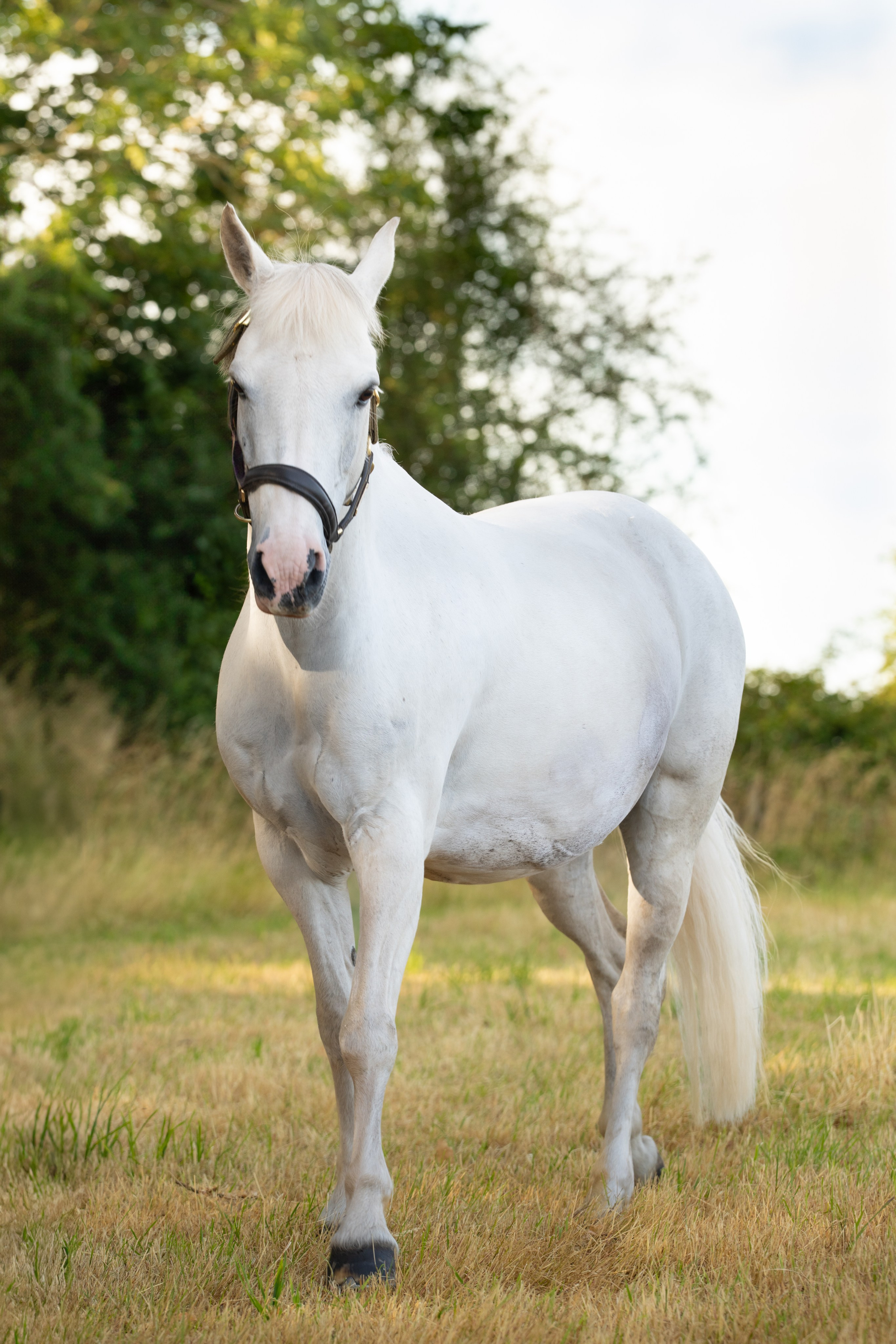 Equine Photography Portfolio | Leicestershire Horse Portrait Photographer. Leicestershire Equine Photography by El | Authentic Equine Portraits & Events