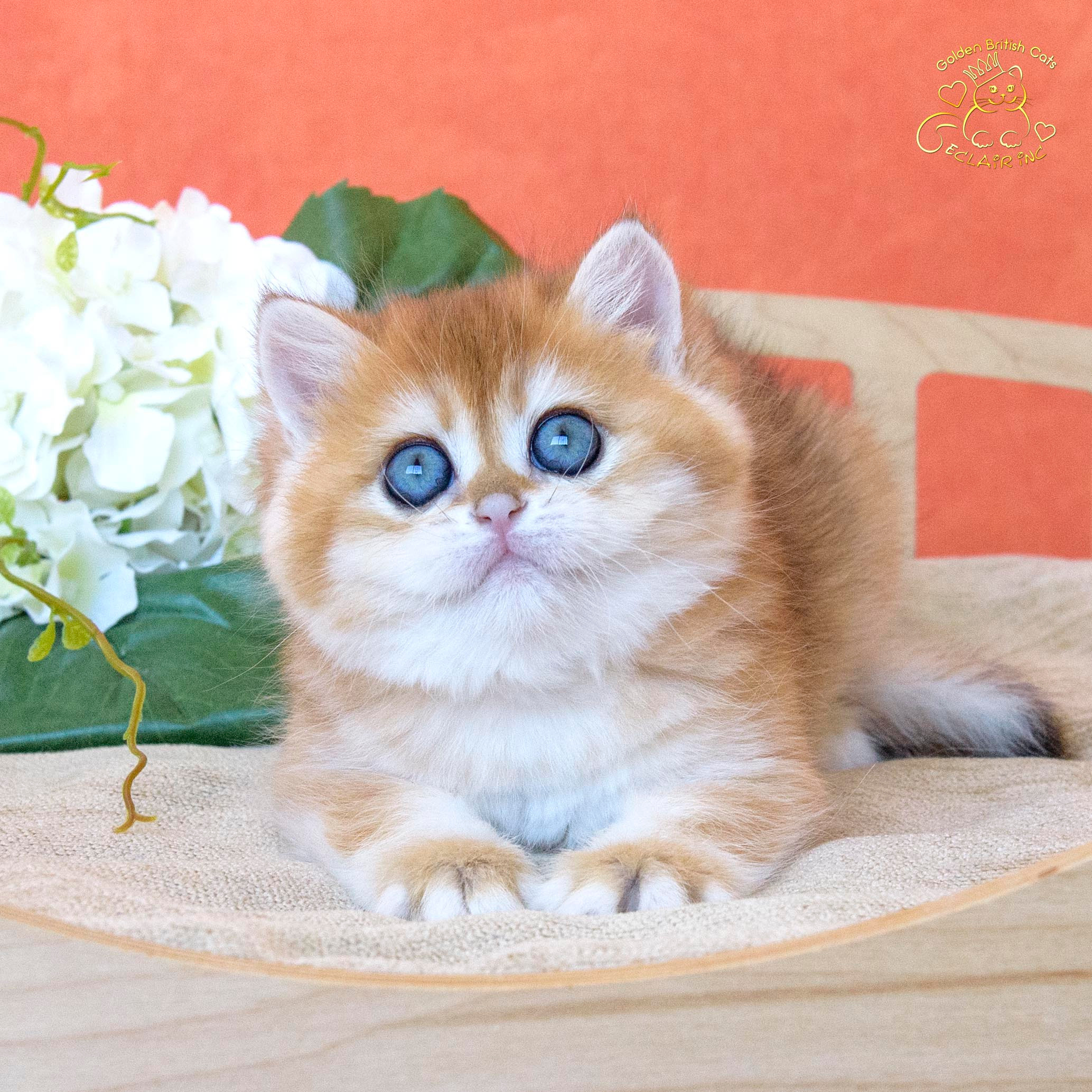 Британские золотые шиншиллы, британские кошки в Греции, питомник британских кошек на Кипре, британские котята на Кипре, купить британского котёнка на Кипре, золотая британская шиншилла на Кипре, британский котёнок на Кипре цена