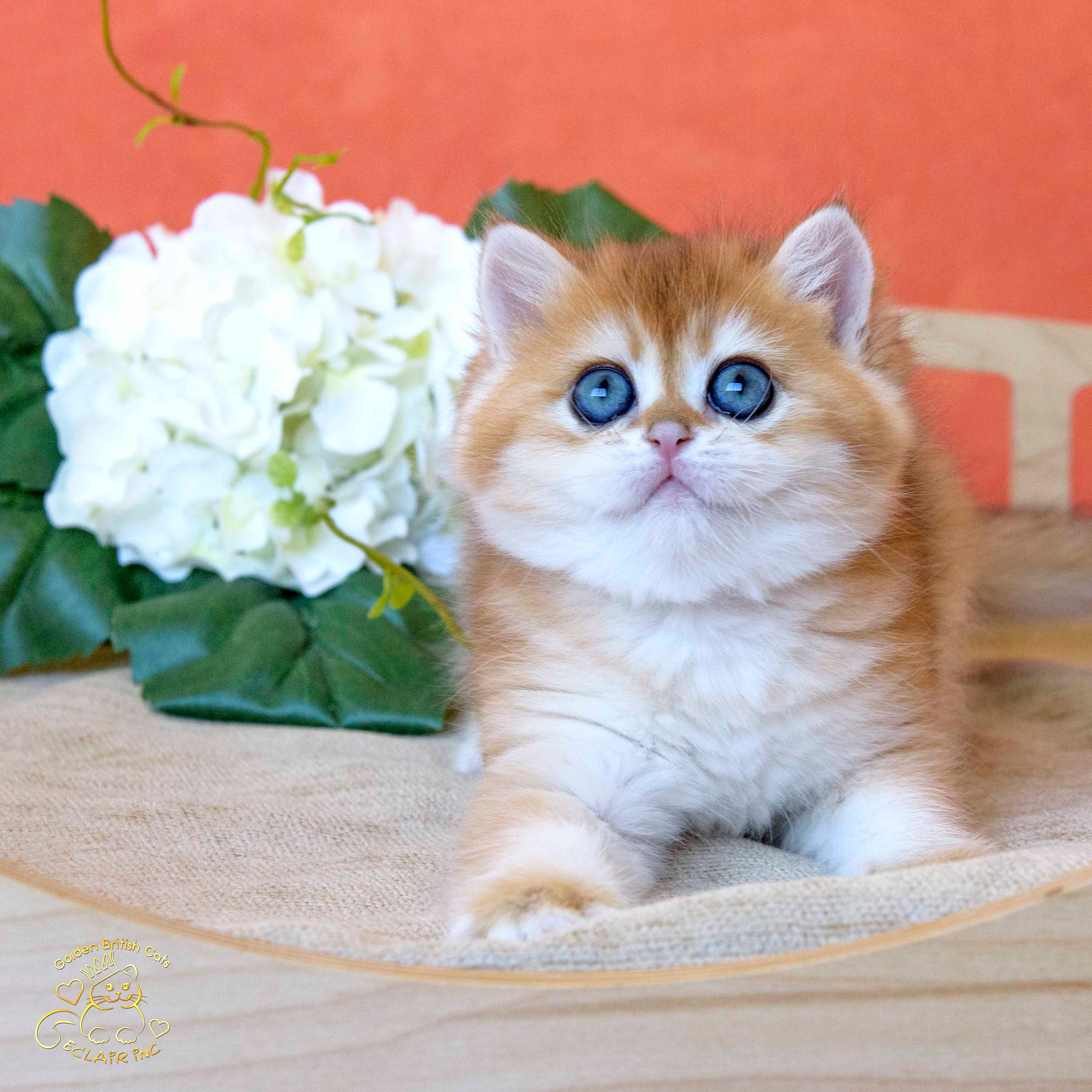 Британские золотые шиншиллы, британские кошки в Греции, питомник британских кошек на Кипре, британские котята на Кипре, купить британского котёнка на Кипре, золотая британская шиншилла на Кипре, британский котёнок на Кипре цена