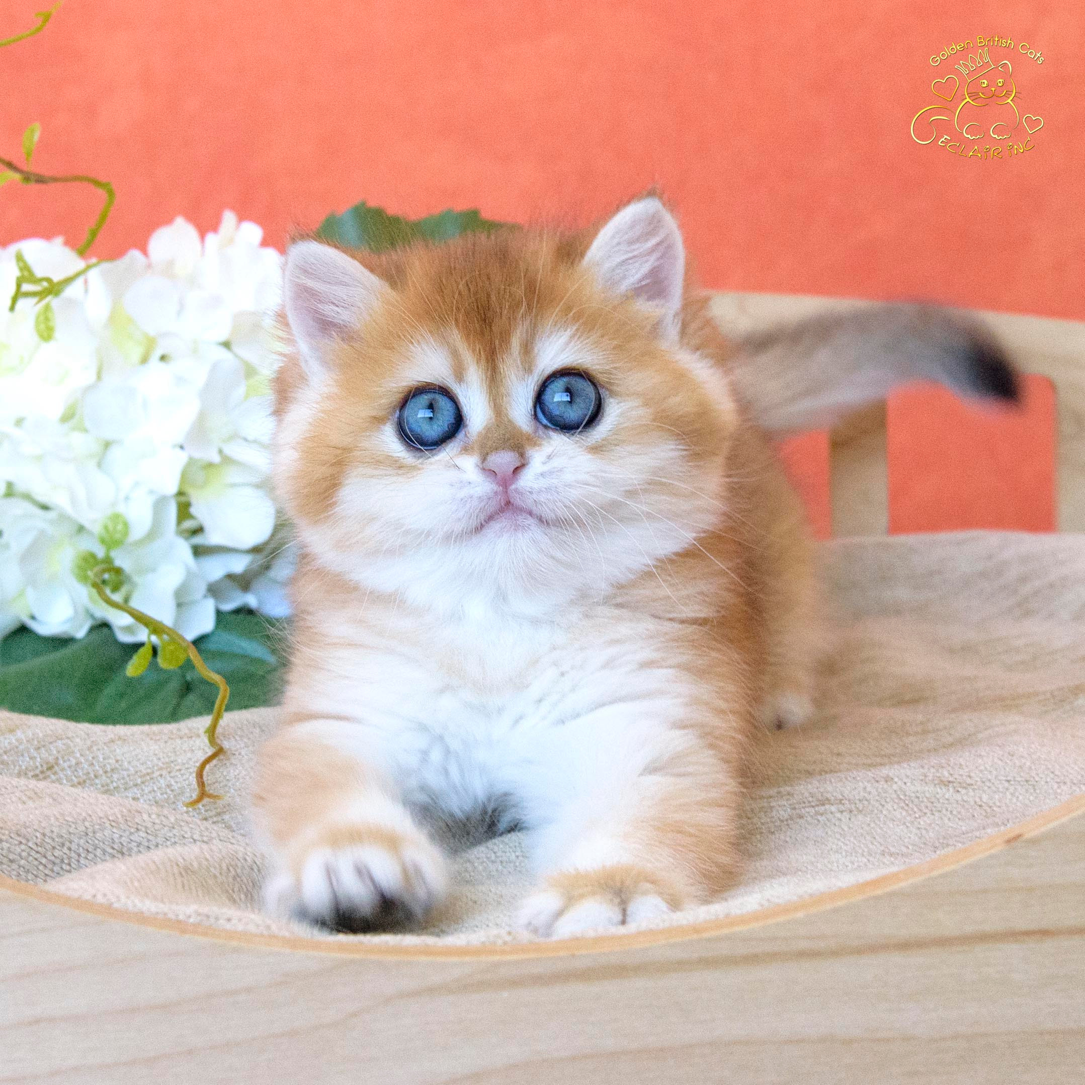 британские кошки, британские золотые кошки, британские золотые шиншиллы, питомник британских кошек, питомник золотых шиншилл, купить британскую кошку, питомник британских шиншилл в Греции, Питомник британских золотых шиншилл, британские кошки, питомник британских кошек, питомник золотых шиншилл, питомник золотых британцев, британская кошка Москва, британская золотая шиншилла Лимассол, питомник британских кошек Москва, питомник  британских кошек Ростов, британских кошек Сочи, питомник британских кошек Екатеринбург