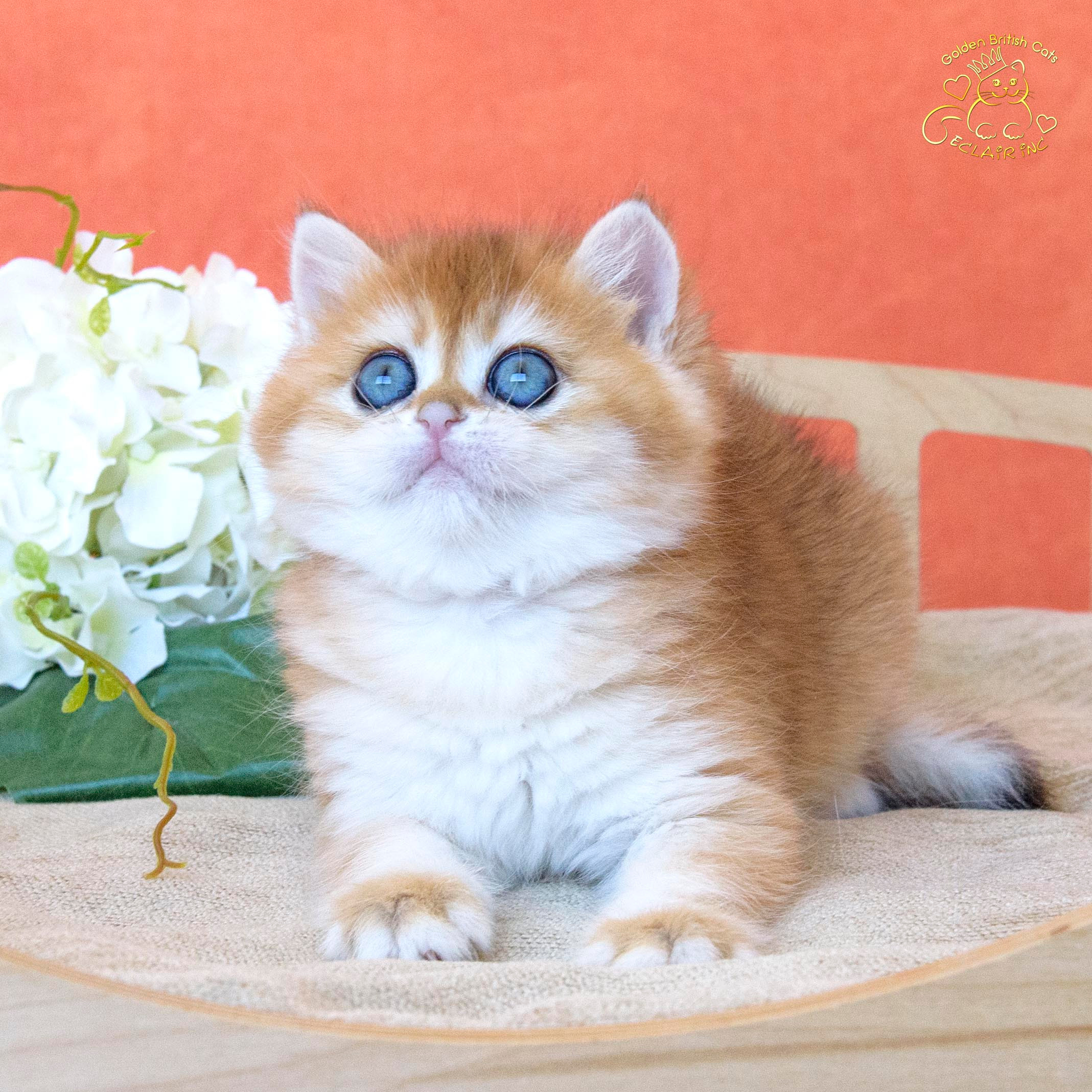 Британские золотые шиншиллы, британские кошки в Греции, питомник британских кошек на Кипре, британские котята на Кипре, купить британского котёнка на Кипре, золотая британская шиншилла на Кипре, британский котёнок на Кипре цена