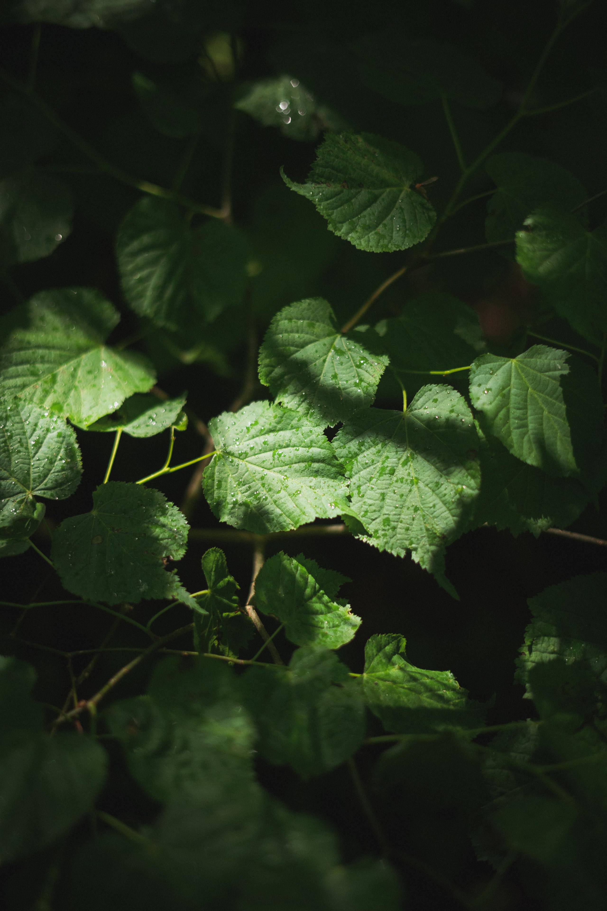 Tour de Fruska. Zhukov studio