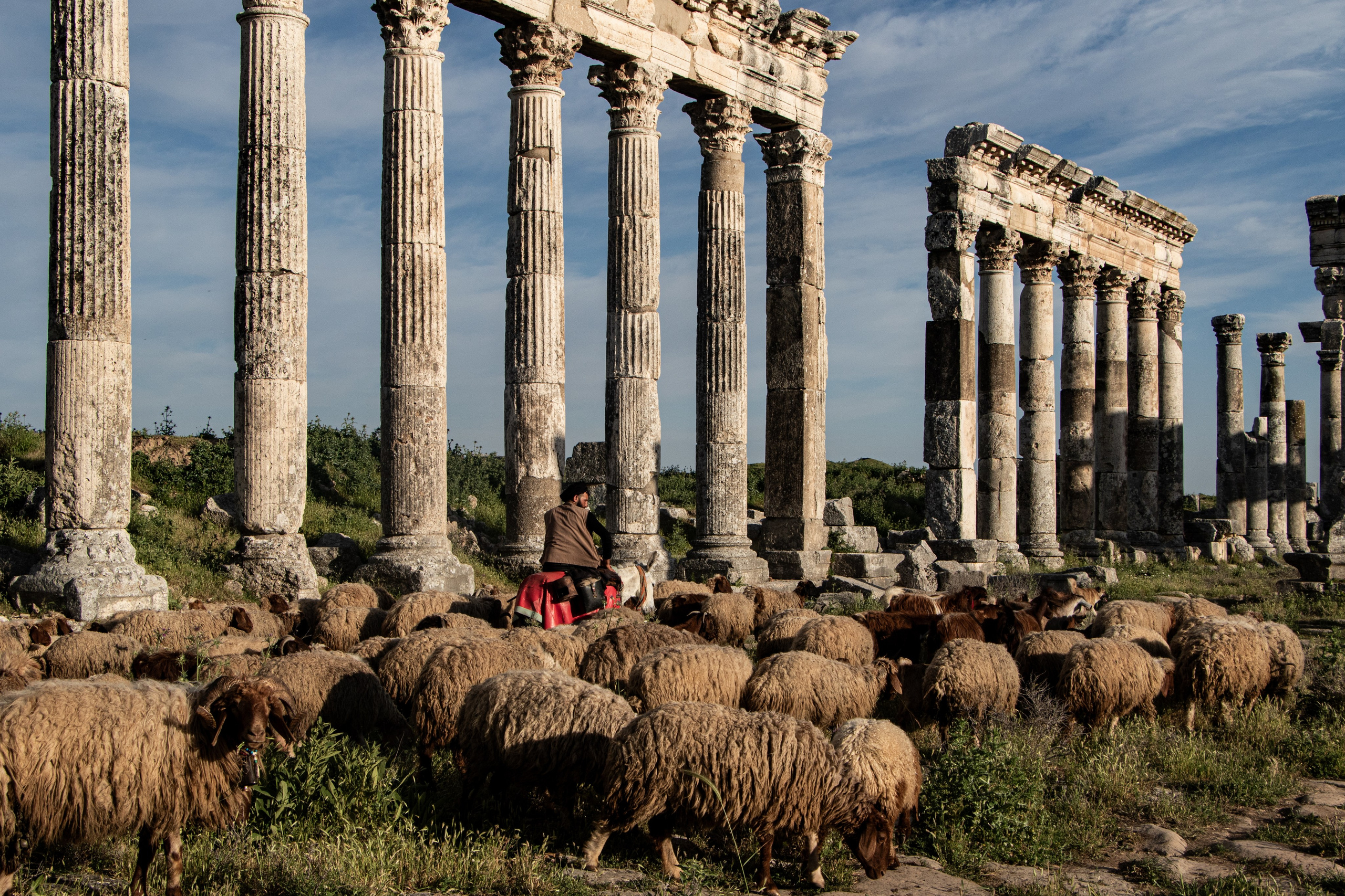 Un berger guide son troupeau à travers les ruines d’Apamée, en direction de Tartous, dans un paysage marqué par l’histoire antique.