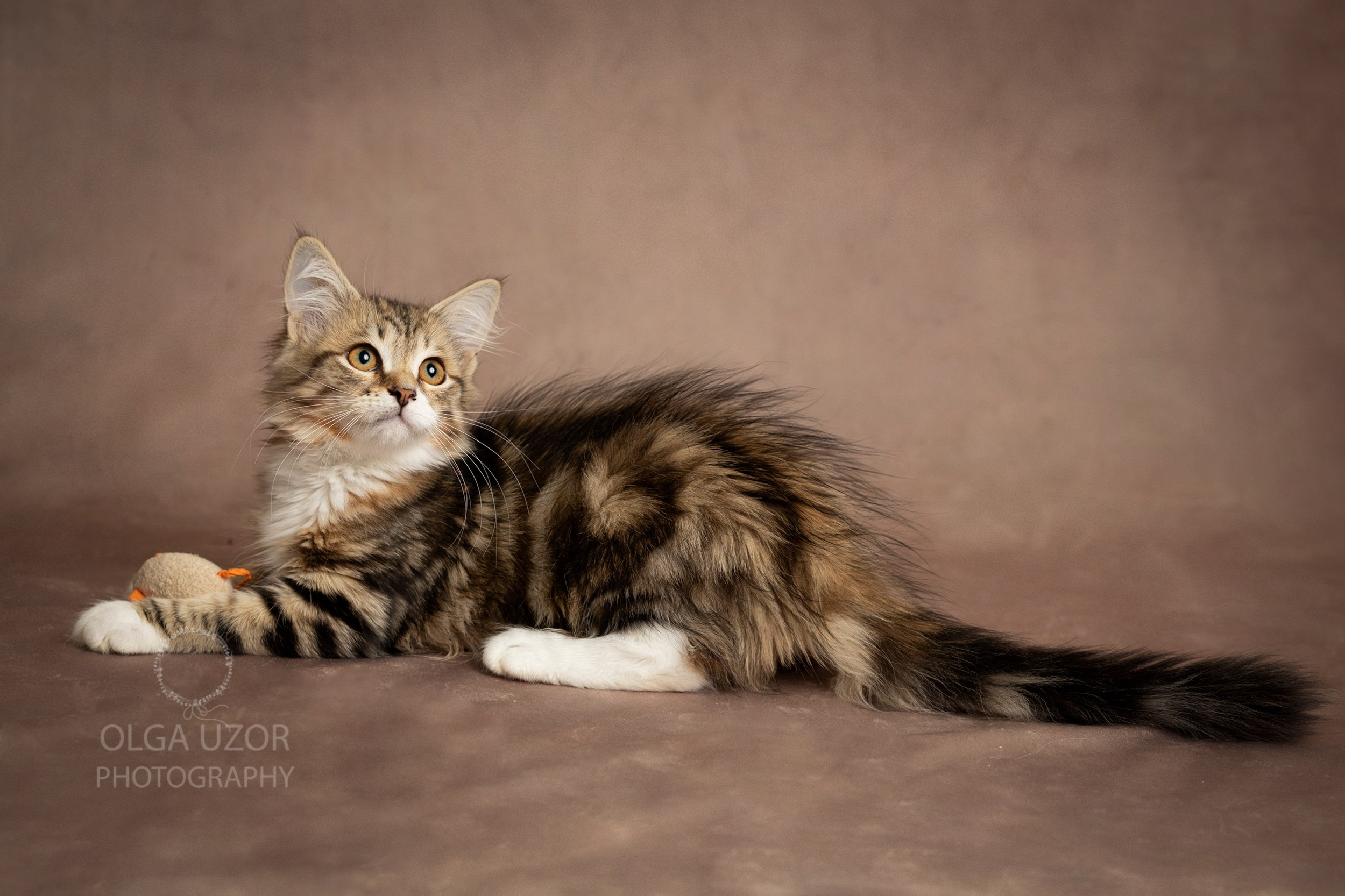 Pets photographer based in Stevenage, Hertfordshire. Stevenage, Hertfordshire family, maternity and newborn photographer