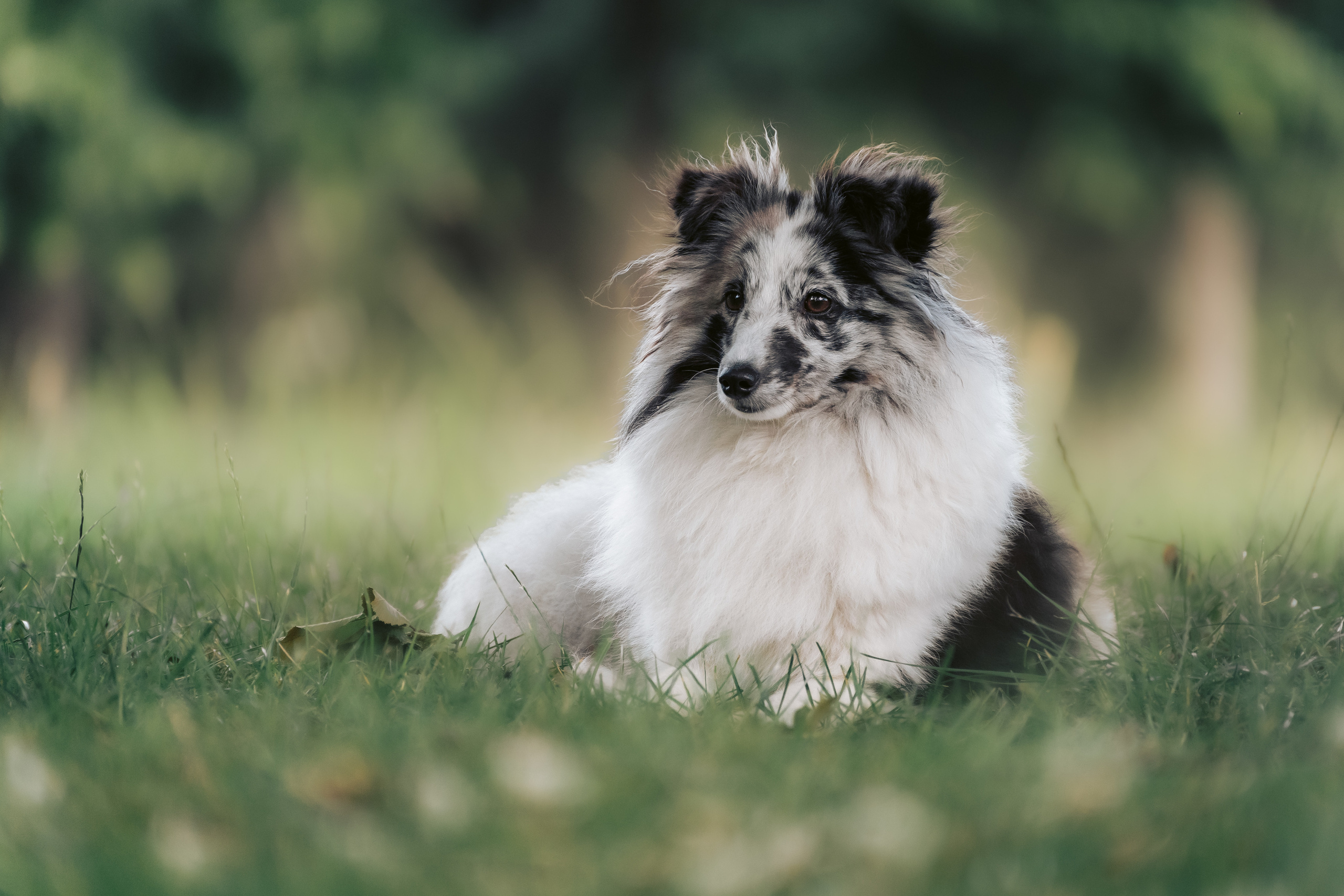 Hundeshooting - Shelties. Thorben Ihler - Dein Fotograf aus Emden
