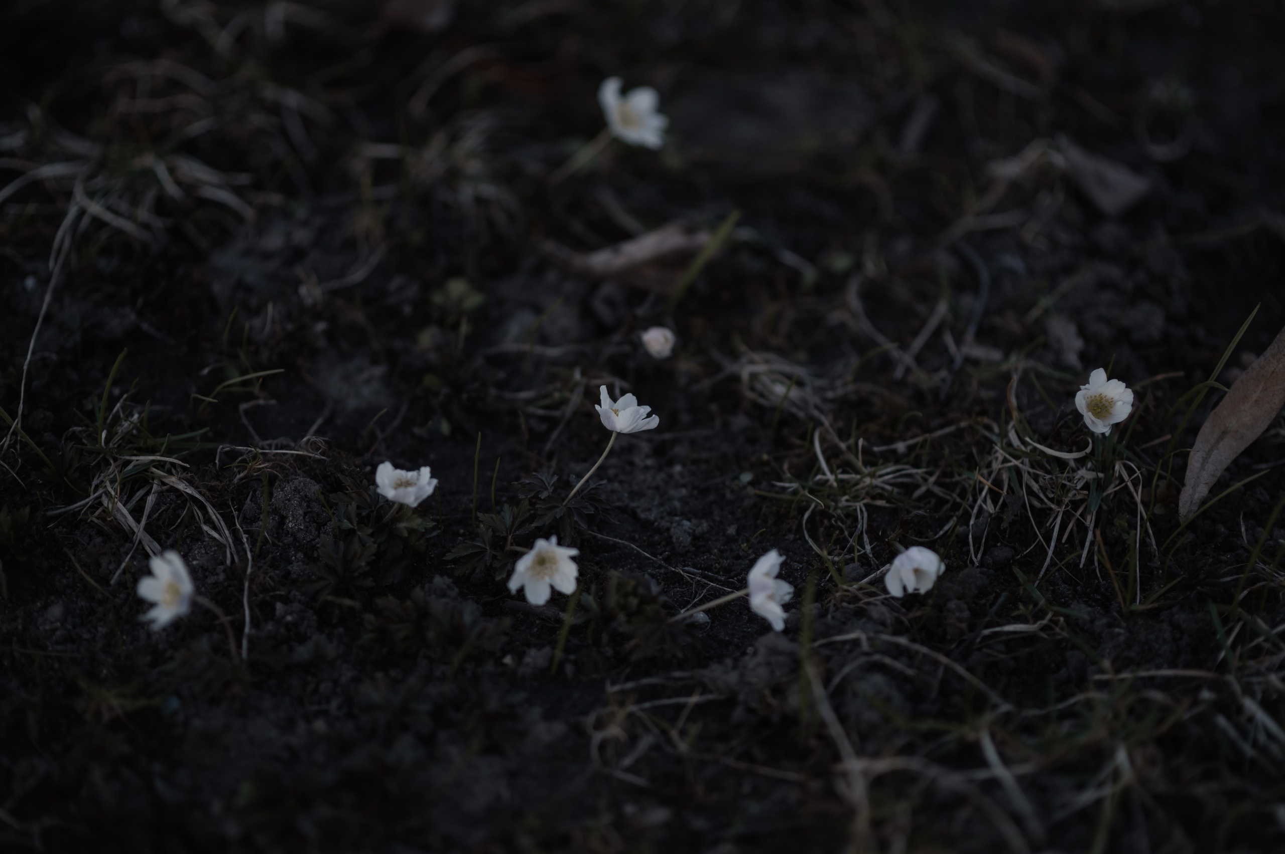 AFTER-WEDDING IM HOFGARTEN ANSBACH. Fotografin Ansbach - Paare | Hochzeit | After Wedding