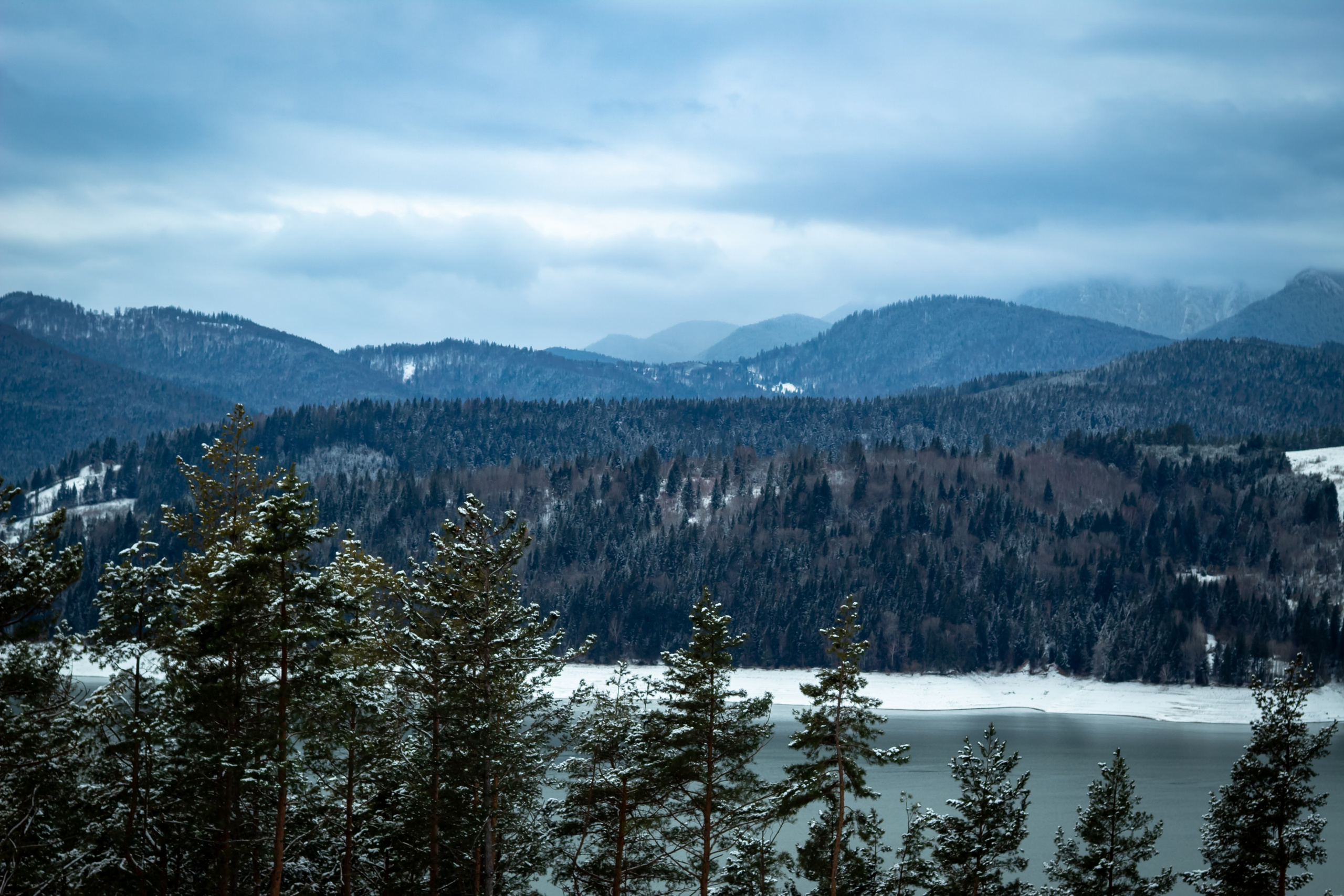 Snow-covered trees overlooking a lake and mountain range in winter.