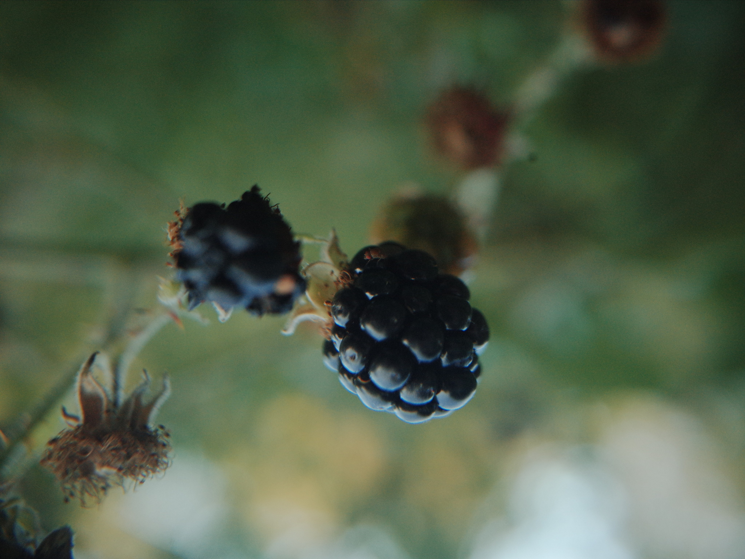Garden of Forking Paths. Виктория Дини. Арт-фотография