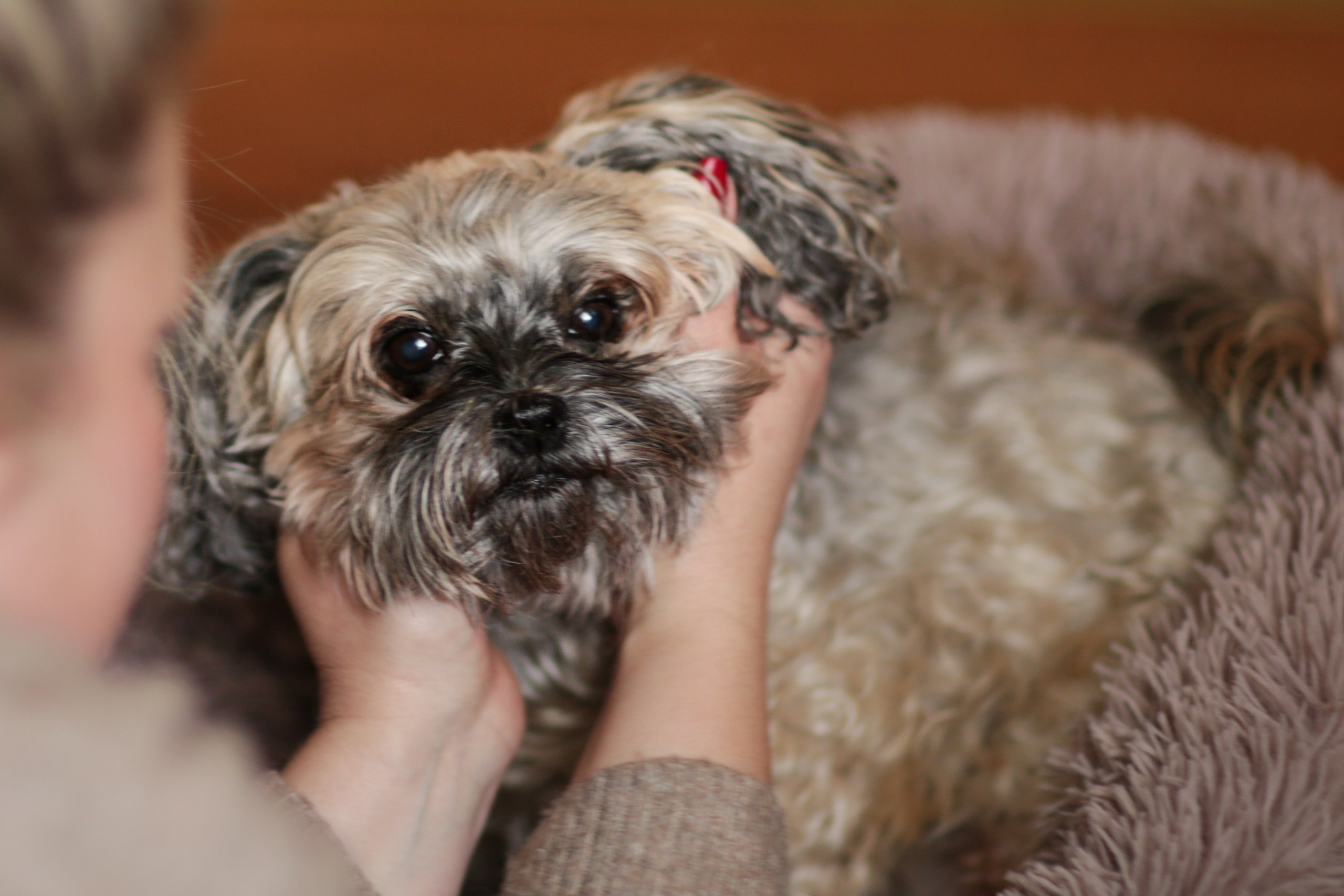 Haustiere. Neugeborenen, Familien, Geschwister Fotografin aus Delmenhorst