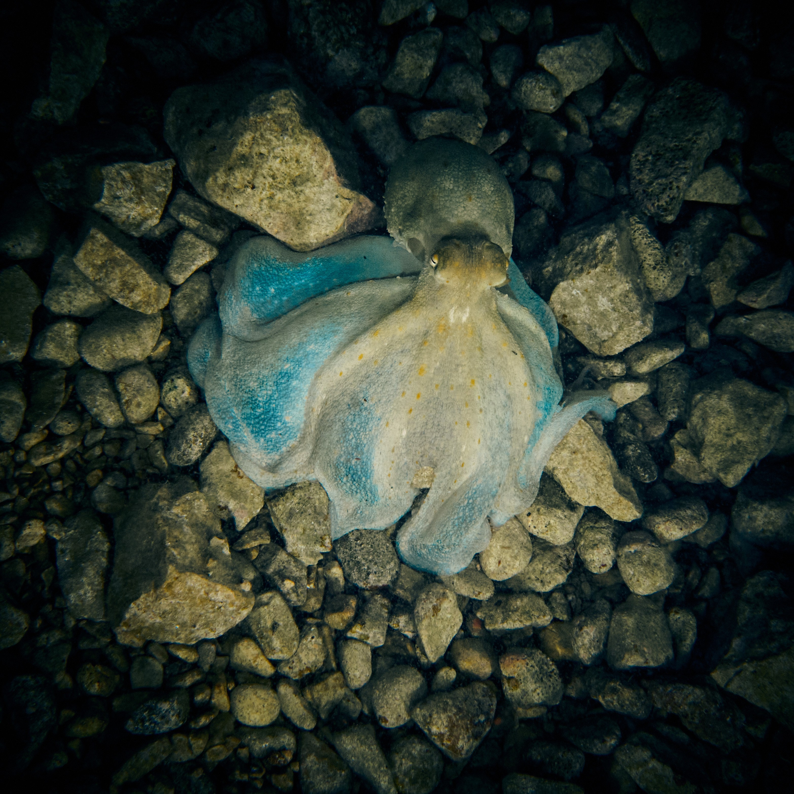 Fotograf podwodny Andriej Szypiłow - Fauna i flora Czerwonego i Adriatyckiego Mórz. Andriej Szypilow - Fotografia & Wideografia